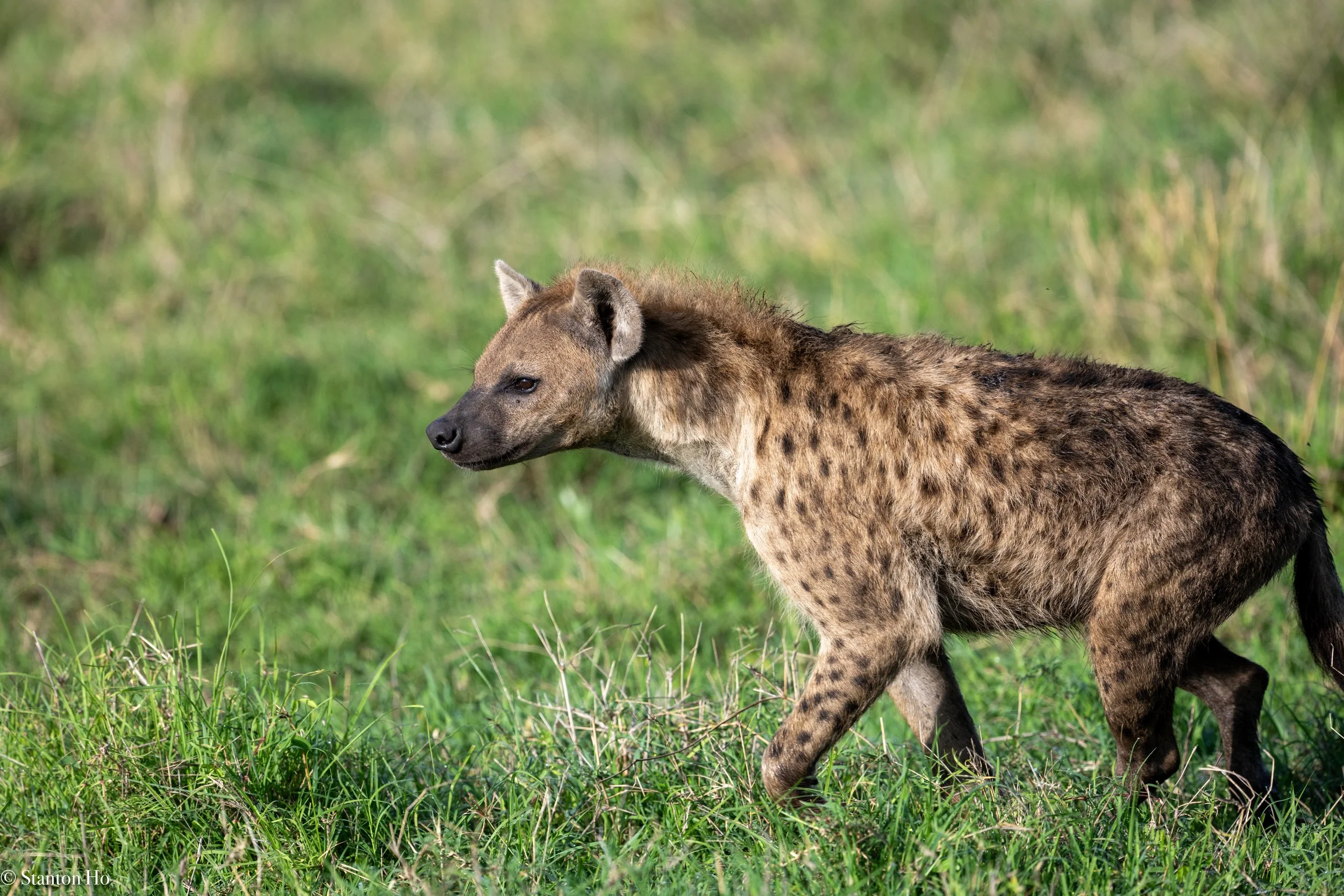 Tanzania Stanton-16.jpg