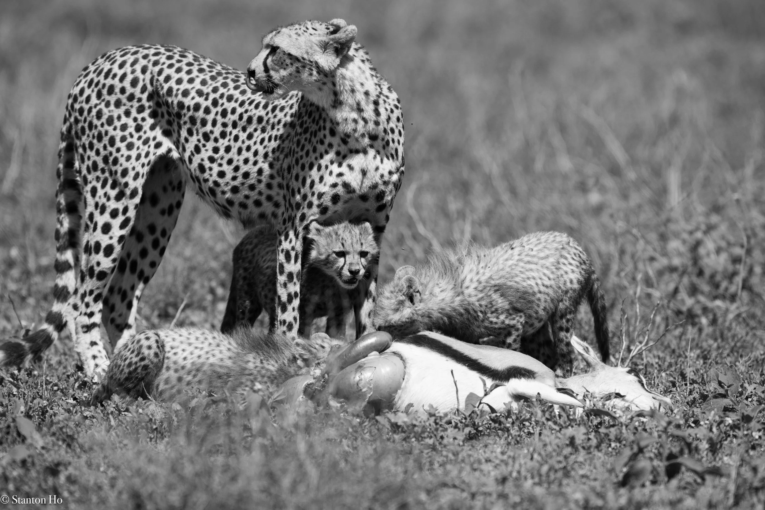 Tanzania Stanton-37.jpg