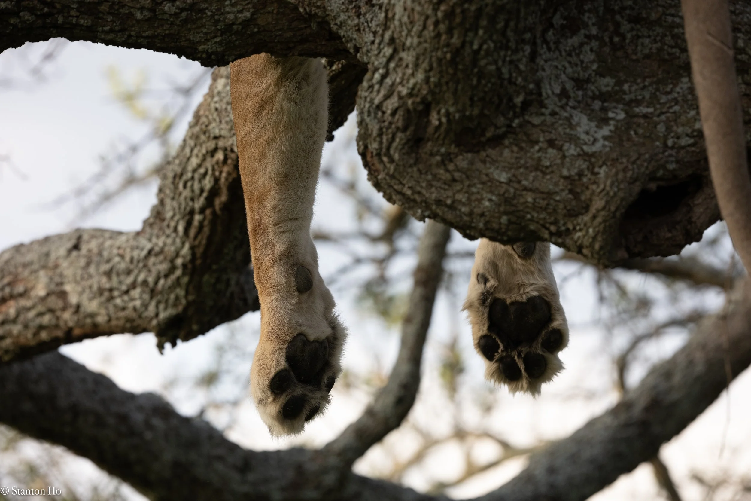 Tanzania Stanton-40.jpg