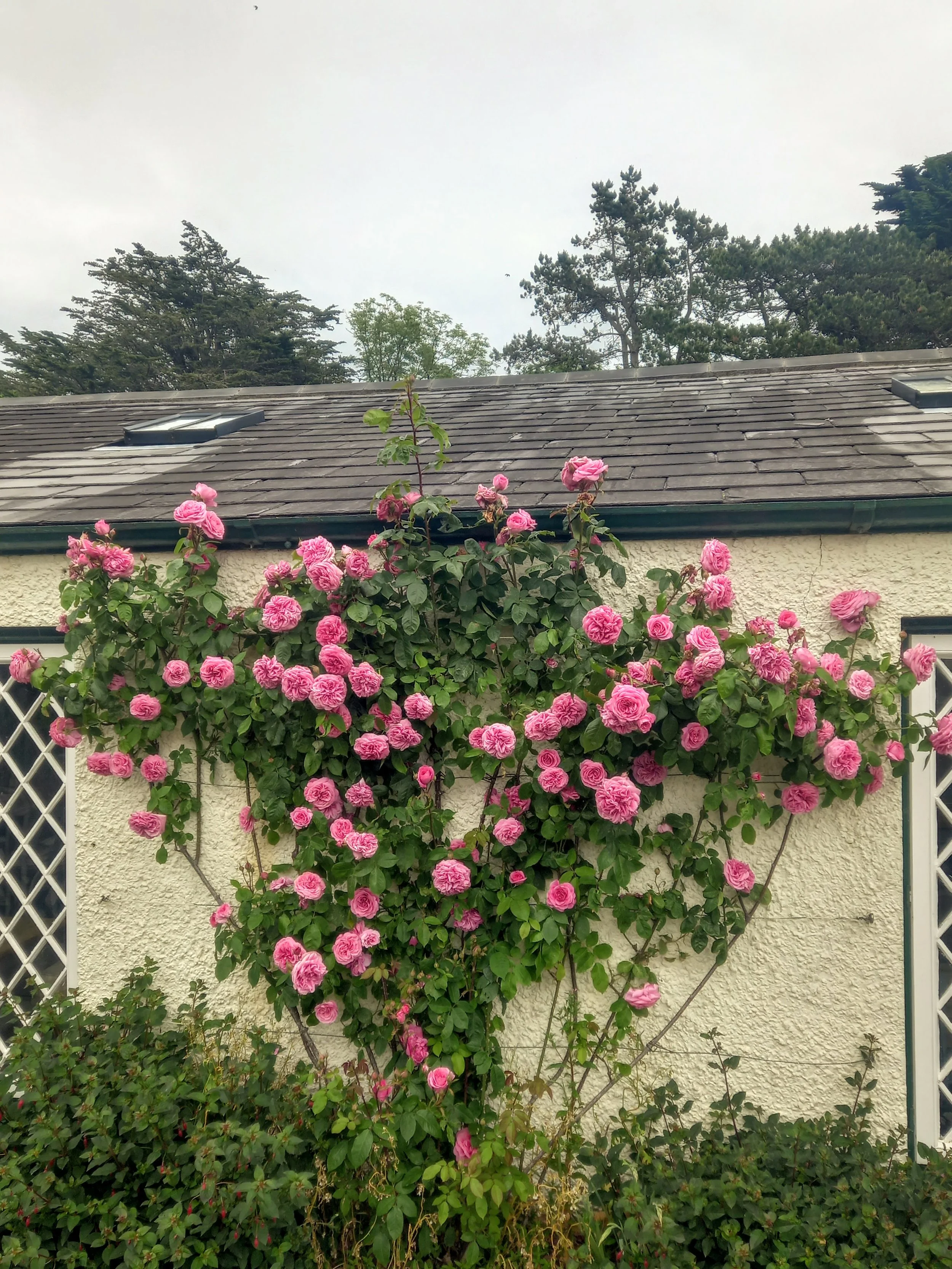 Nifty knowledge nuggets — Neil Porteous Gardens