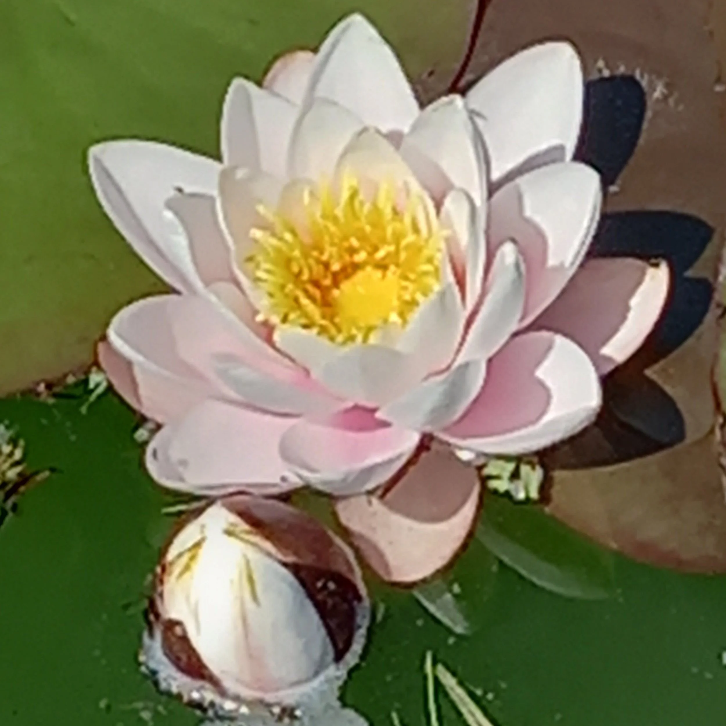 Violet Porteous Knowledge nuggets in June — Neil Porteous Gardens