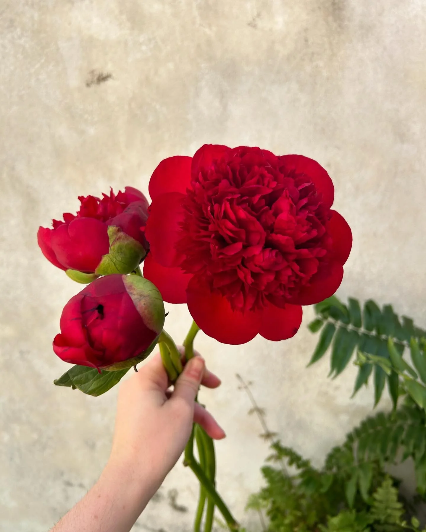 Come get some of these beautiful burgundy peonies for your table at 2036 Magazine Street! 

#flower #flowers #flowershop #theflowershop #nola #neworleans #magazine #floral #floraldesign #florist #nolaflorist #fall #fallflowers #thanksgiving #thanksgi