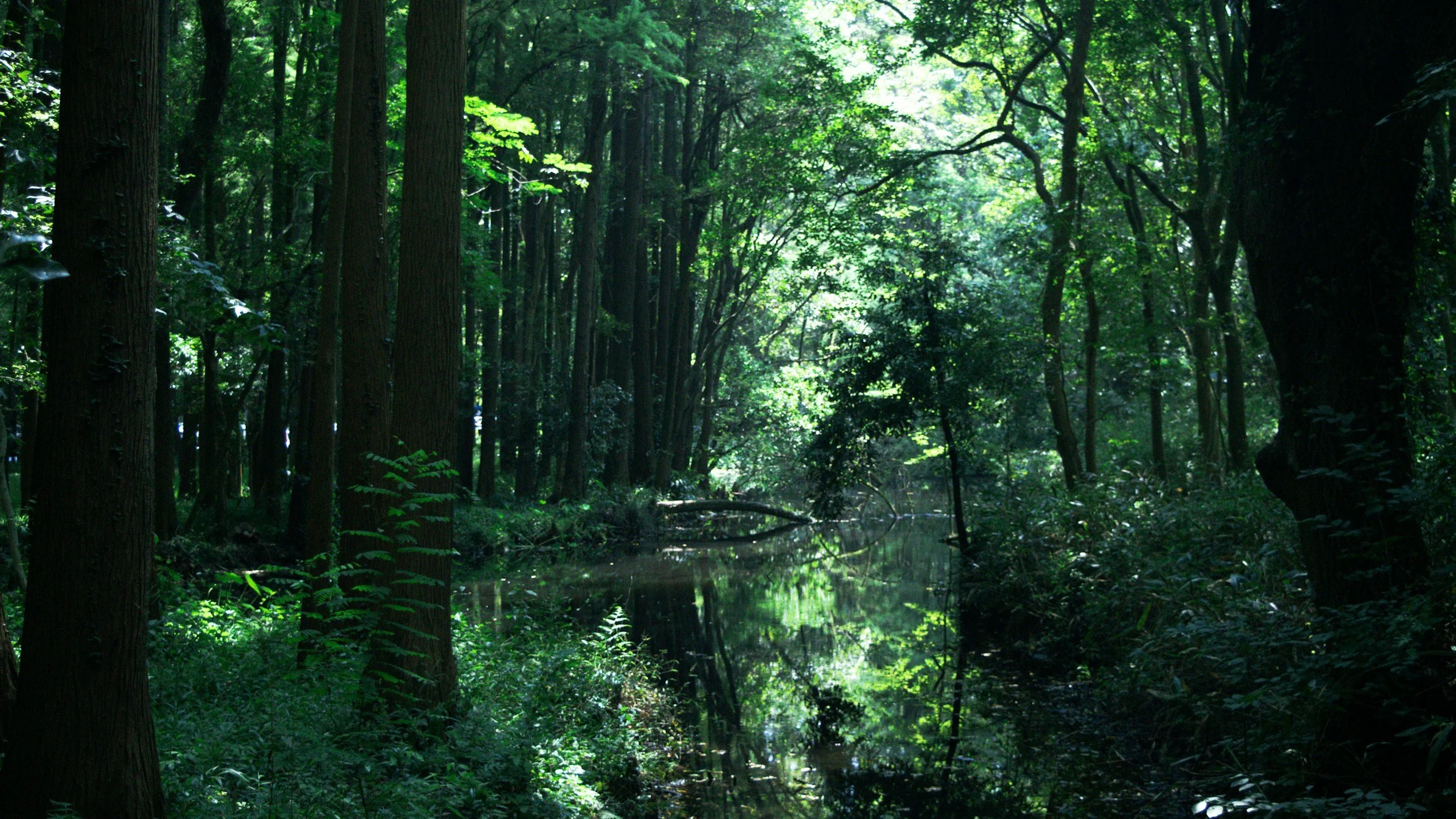lush forest lanscape with sitting water