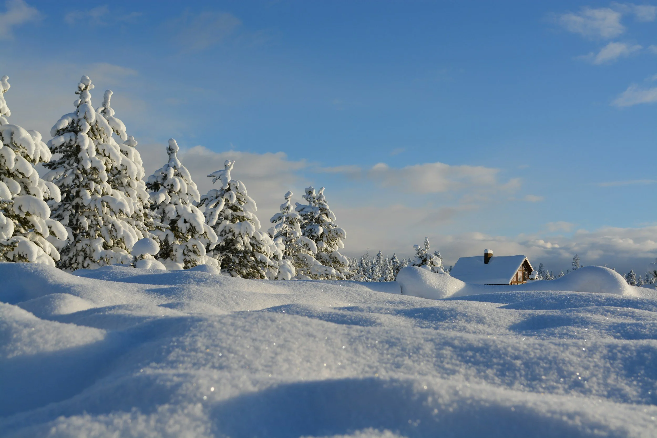 blanketed snow covered land with pine trees in background covered with snow and house too.