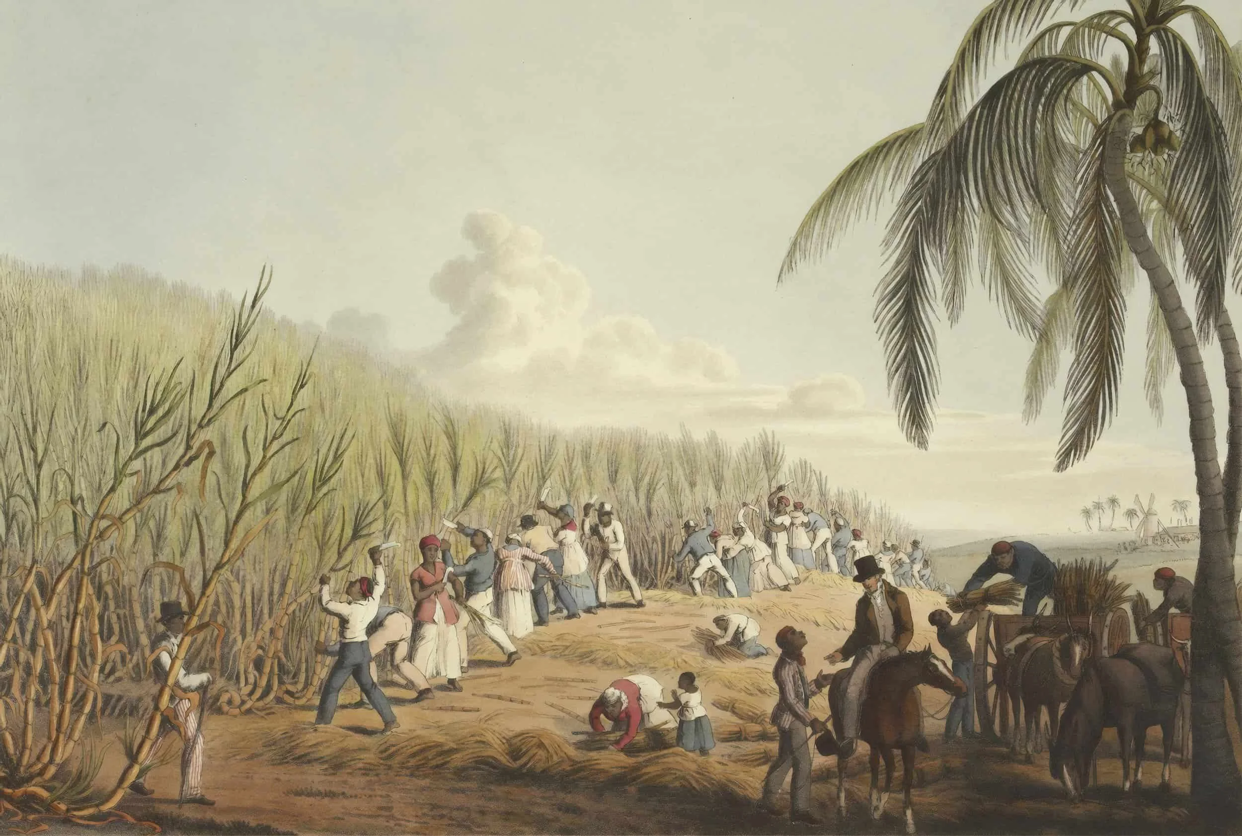 colored drawing of workes on a slave plantation with trading going on and a slave talking to his master as they cut down sugar cane fields