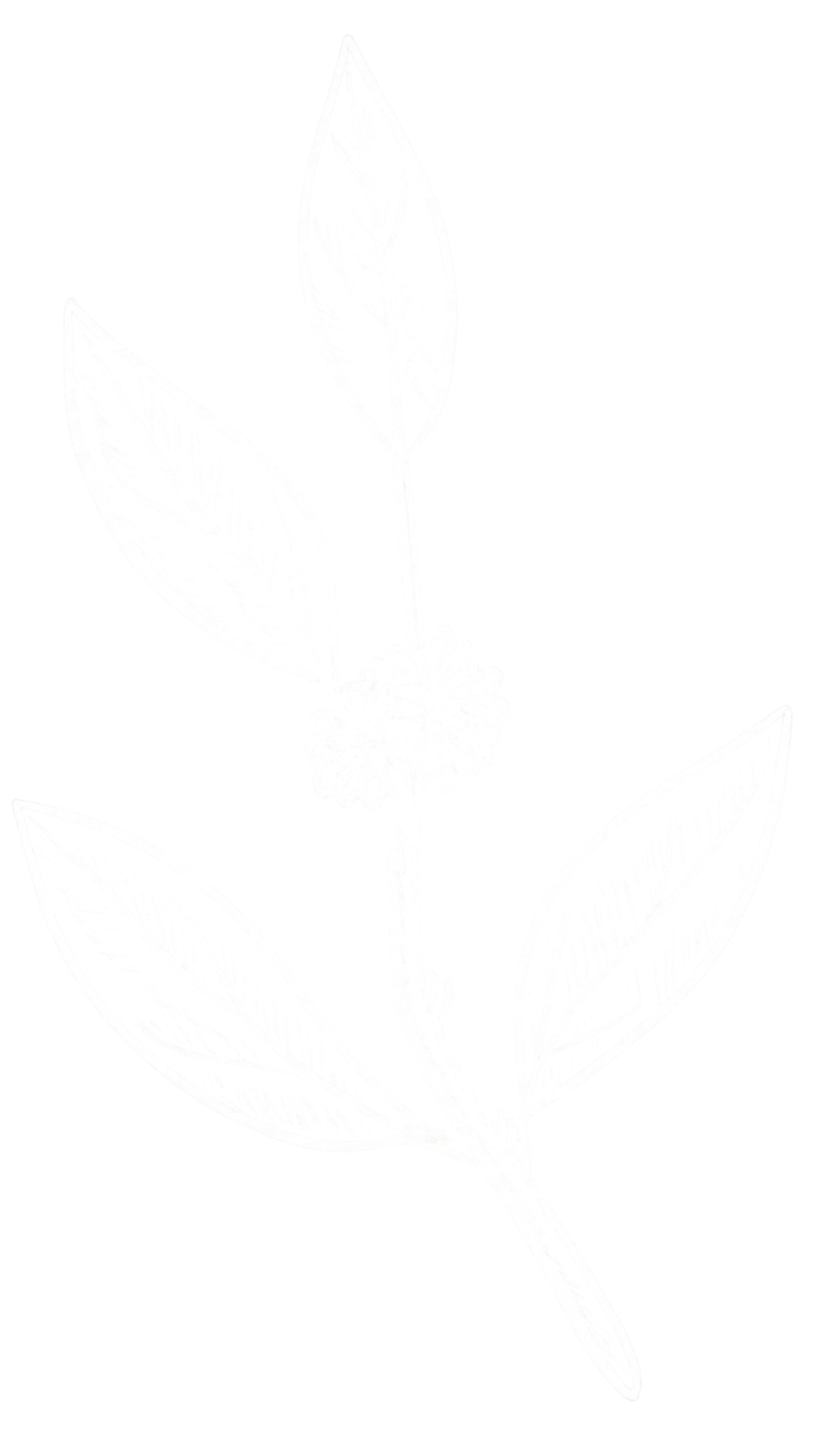 White sketch of a plant with four leaves and a small cluster of flowers against a black background.