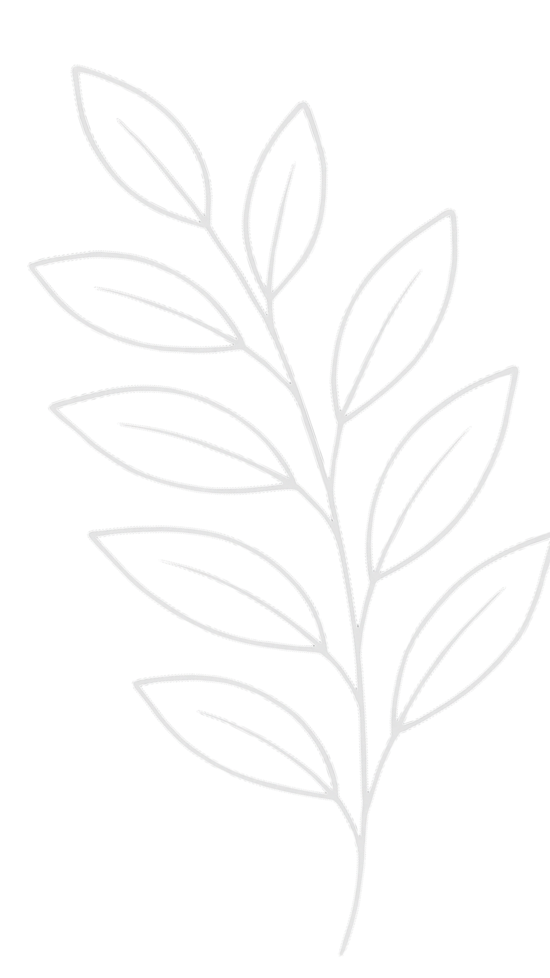 Line drawing of a branch with elongated leaves on a black background.