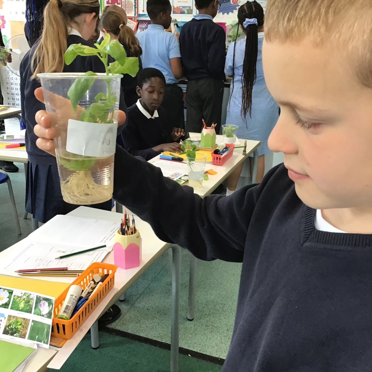 Y5E's progress with their basil growing! Look at those roots now!