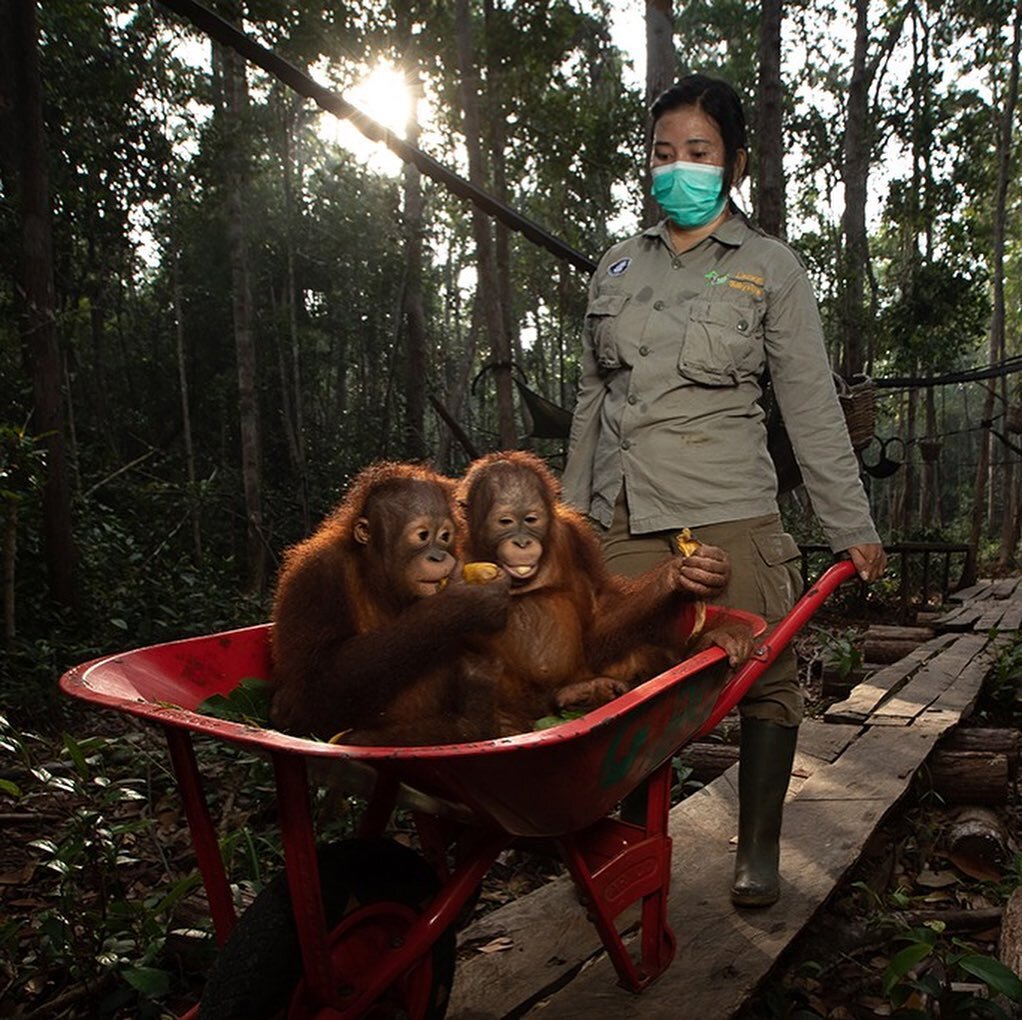 Orangutans are one of our closest living relatives- the word &lsquo;orangutan&rsquo; itself means &lsquo;person of the forest in Malay&rsquo;. Yet there are many threats facing the remaining wild populations, all caused by humans - deforestation for 