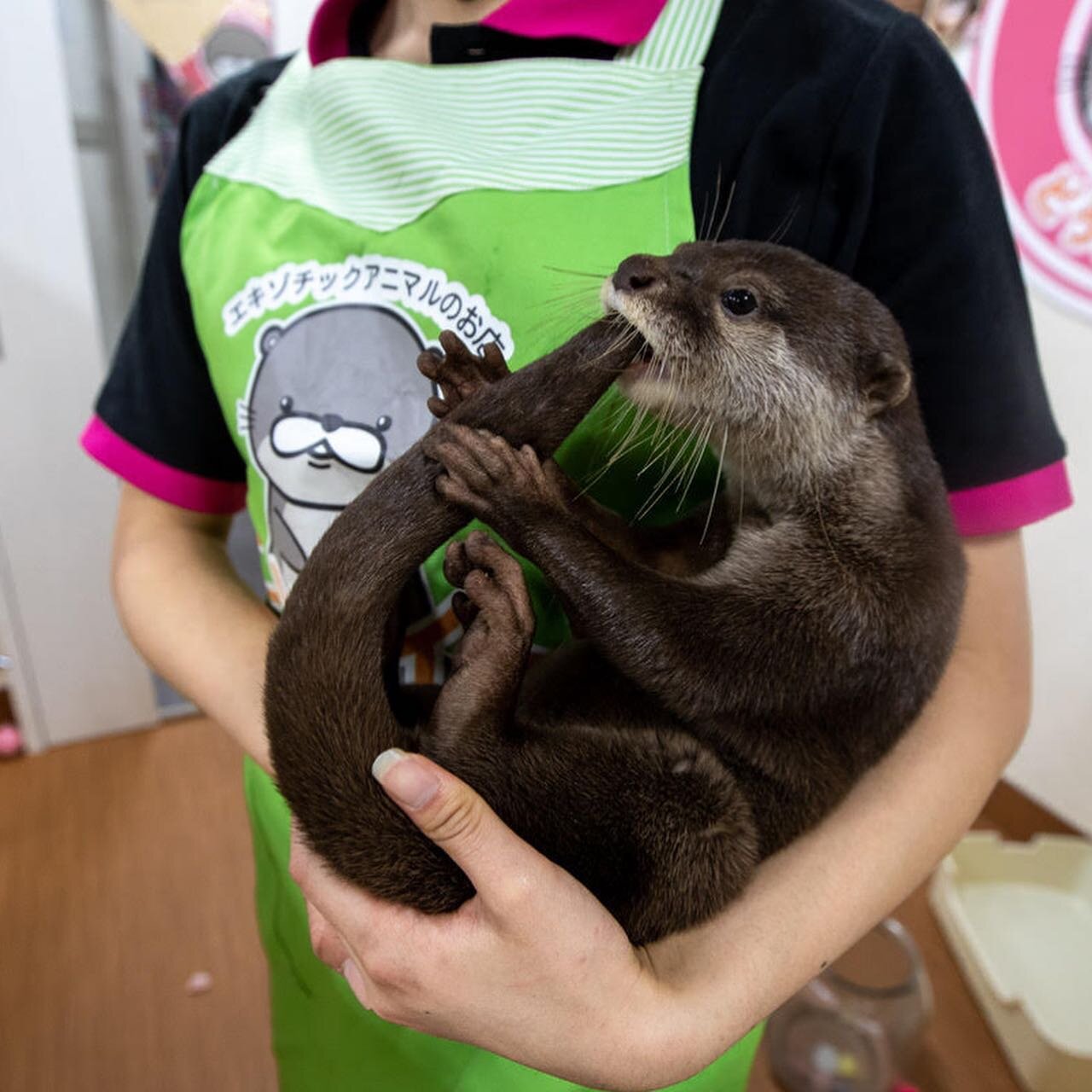 Japanese otter cafes and social media influencers are driving increased demand for pet otters all over the world, with devastating consequences. These otters might be adorable, but the truth behind this trade is anything but. Ripped from the wild or 