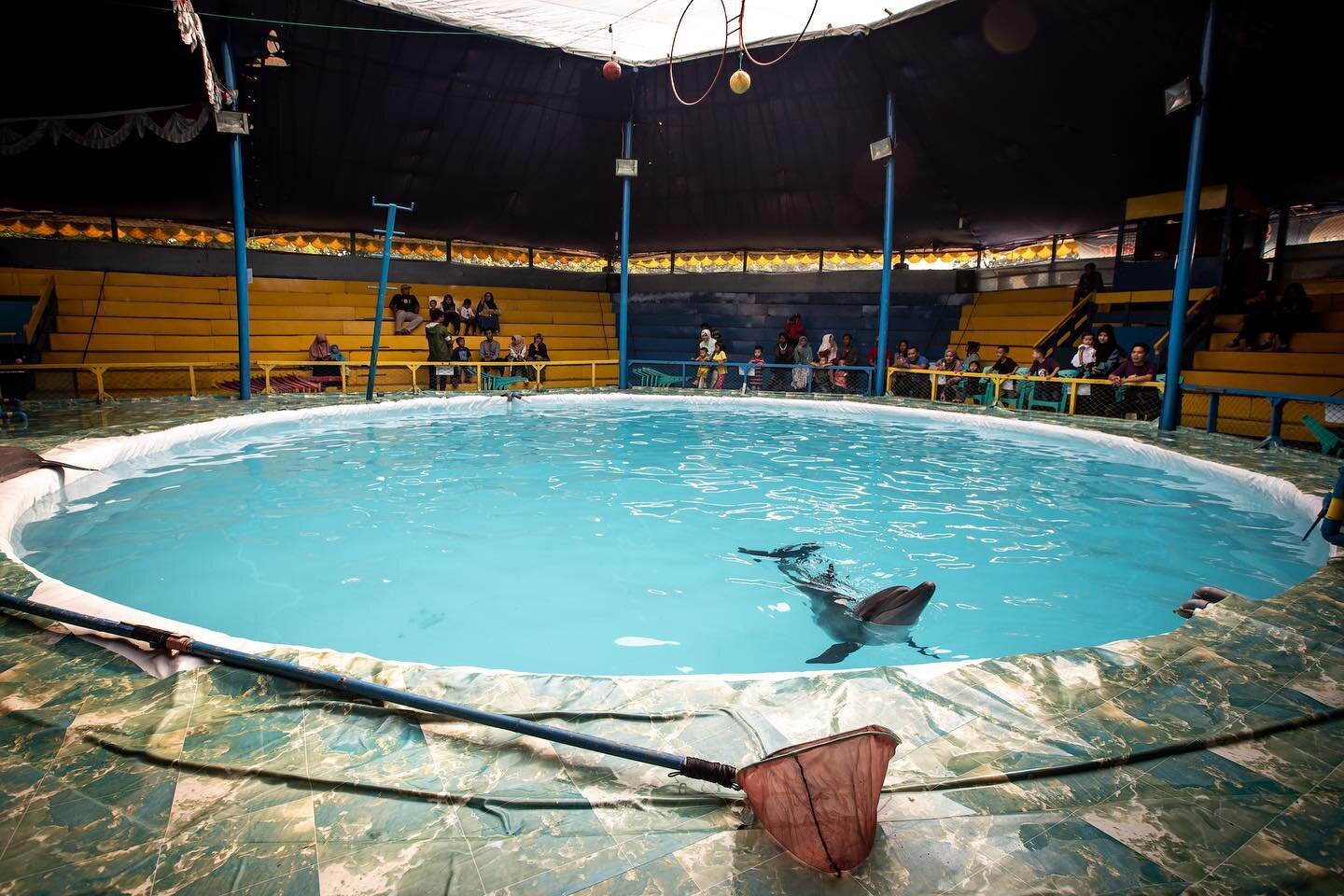 A dolphin prepares for its performance at a traveling circus in Indonesia&mdash;the only country on Earth where such shows are still legal. The water quality creates numerous health issues for the dolphins; because of the chlorine in the water, they 