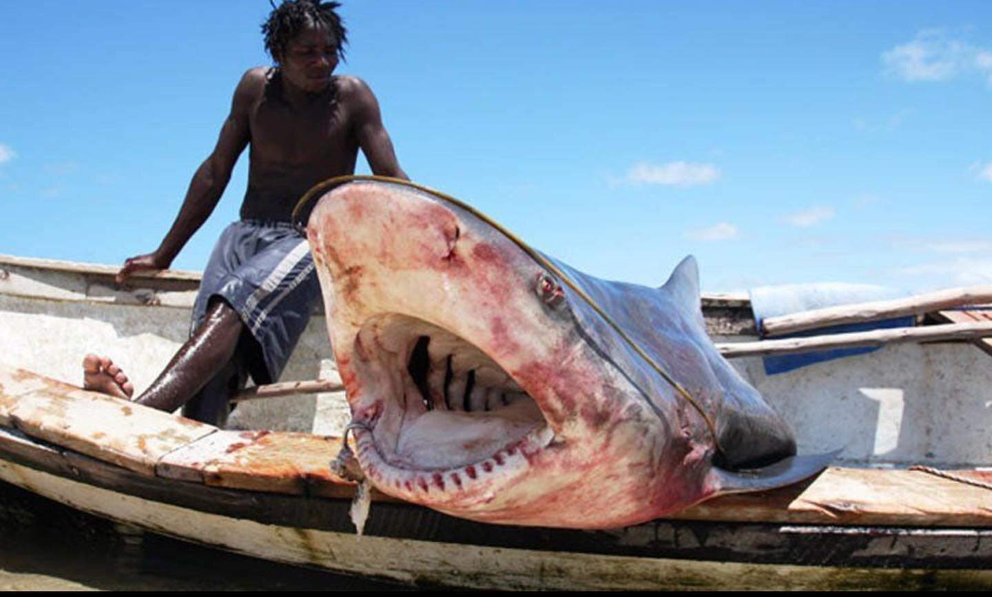 A fisherman at a remote shark fishing community in Mozambique.  Over a decade ago these fishermen used to catch between 10 and 15 sharks per day. When the team returned to document their work, this was the first shark they&rsquo;d caught in over 6 mo