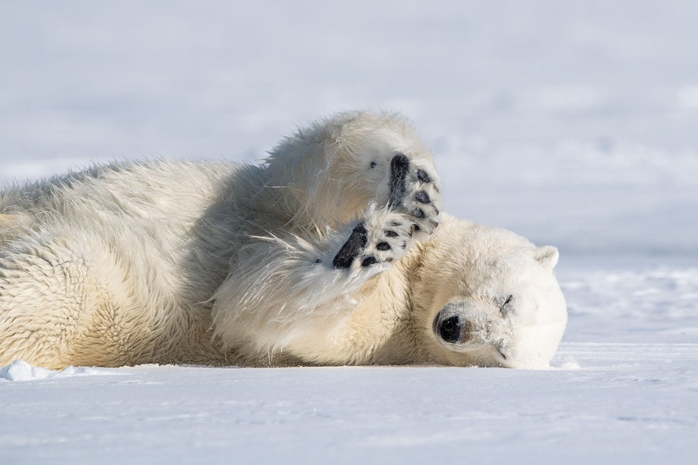Playing_polar_bear_Svalbard_22_FlorianLedoux_SecretAtlas.jpeg