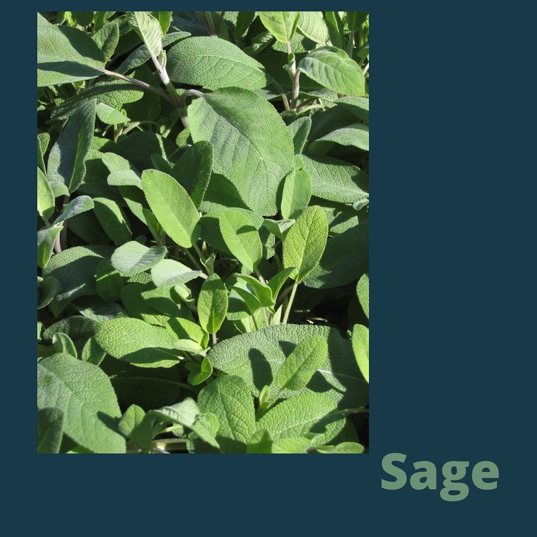 To celebrate Herbal Medicine Week, I am sharing some titbits of goodness about my favourite herbs this week. First cab off the rank is Salvia officinalis, commonly known as Sage 🌱
 
Delicious used in stuffing with onions for your Christmas turkey 🦃