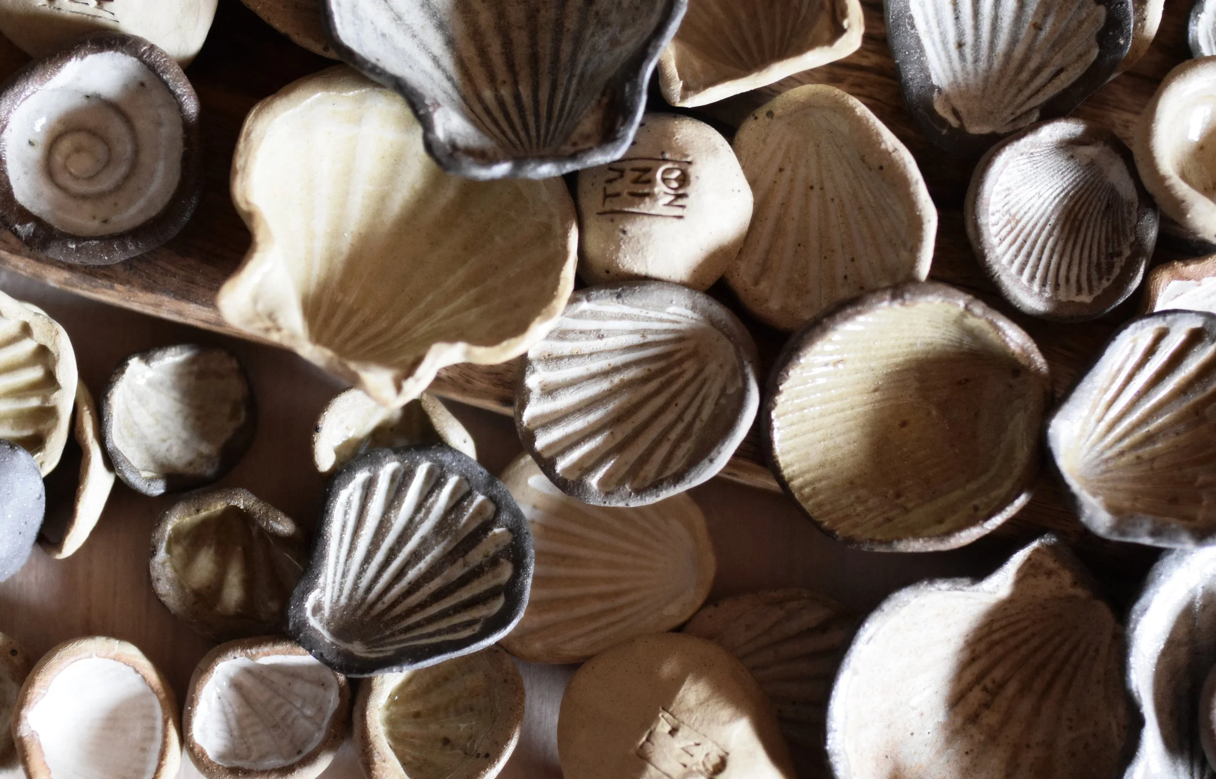 shells03.jpg