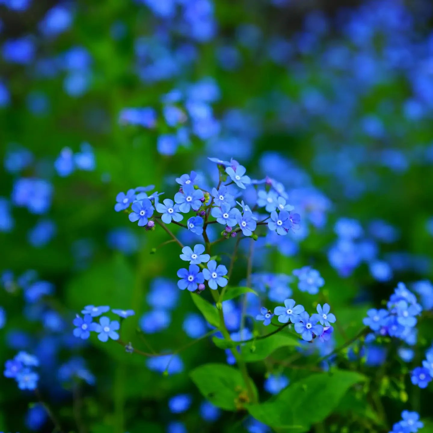 2a74b02529cf0c0a6b8bb586f524d509b460dd831affadb1e7ef4e48db08c8d2.png.webp