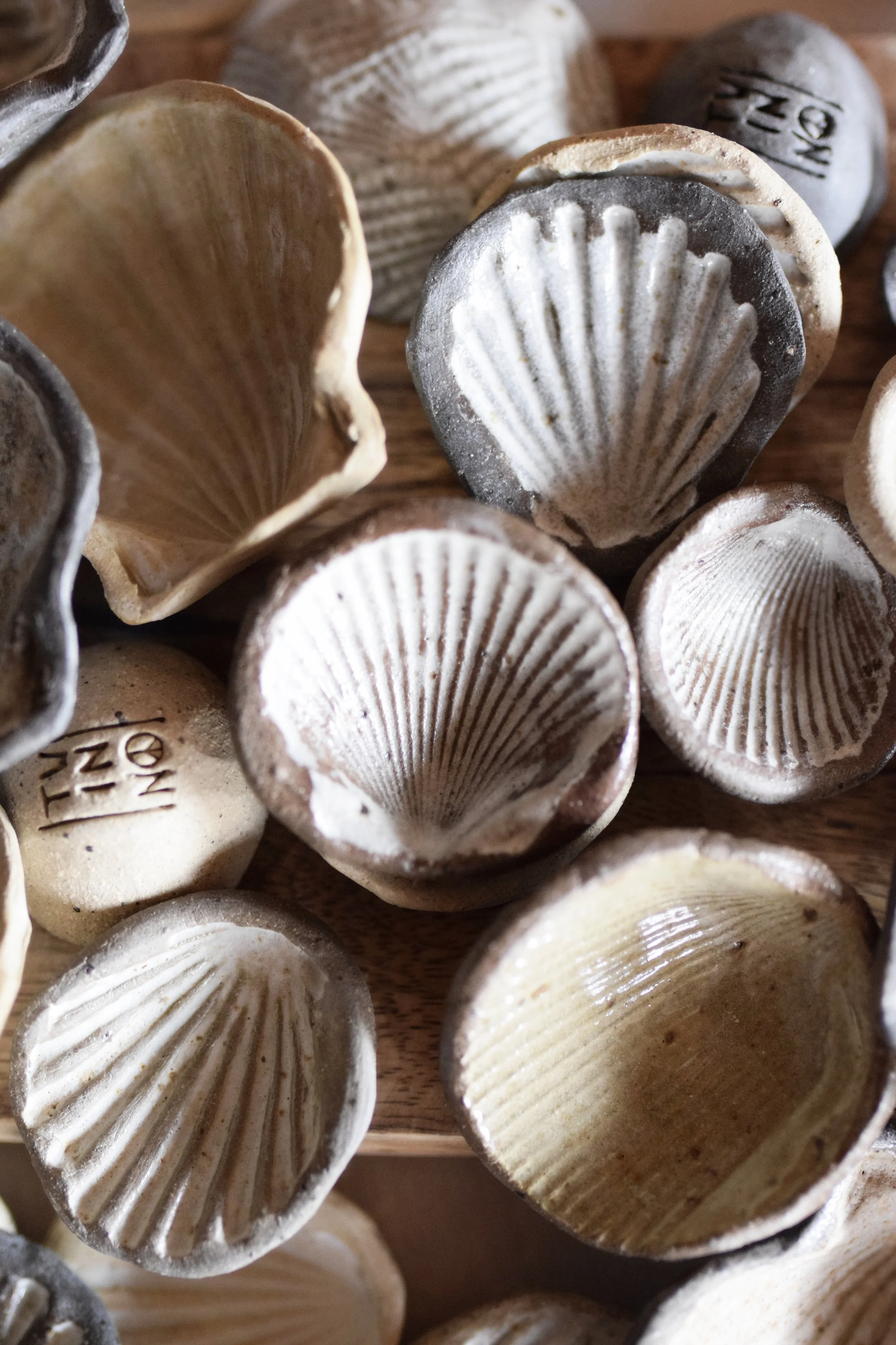 shells08.jpg