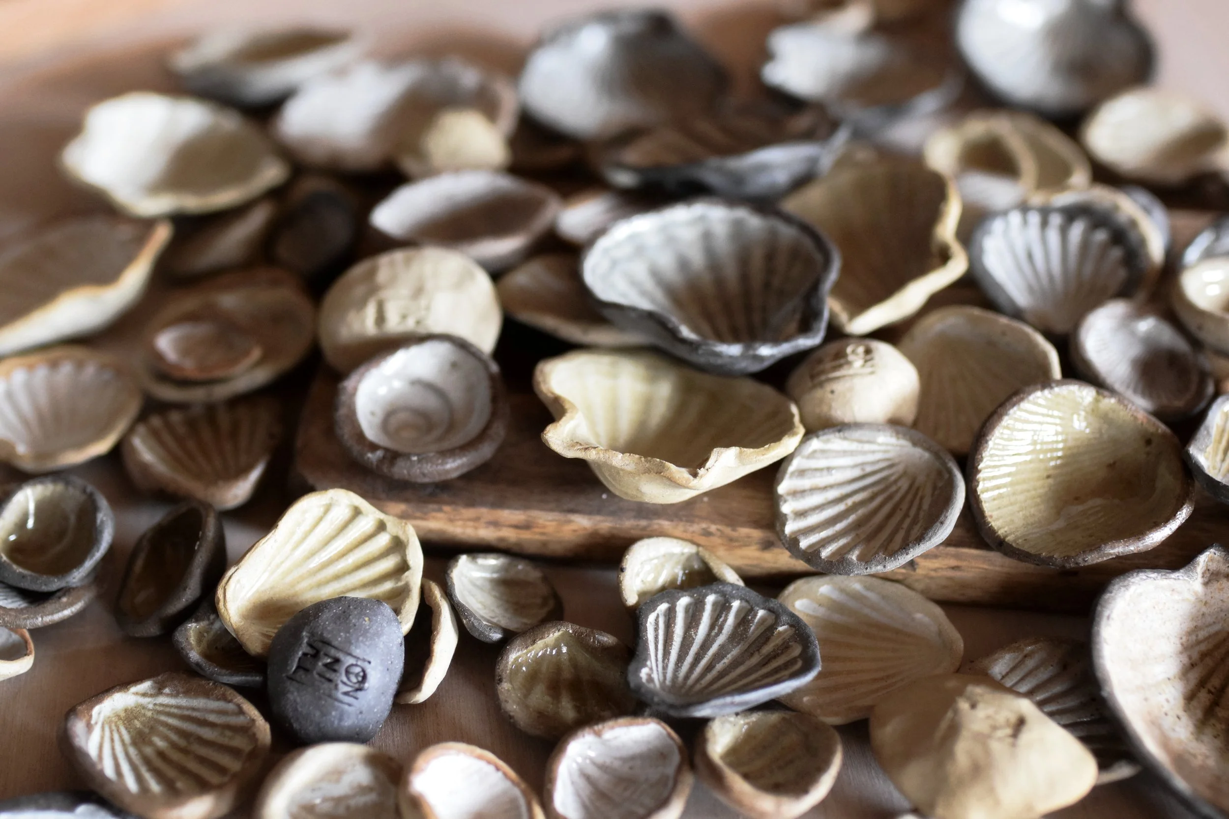 shells02.jpg