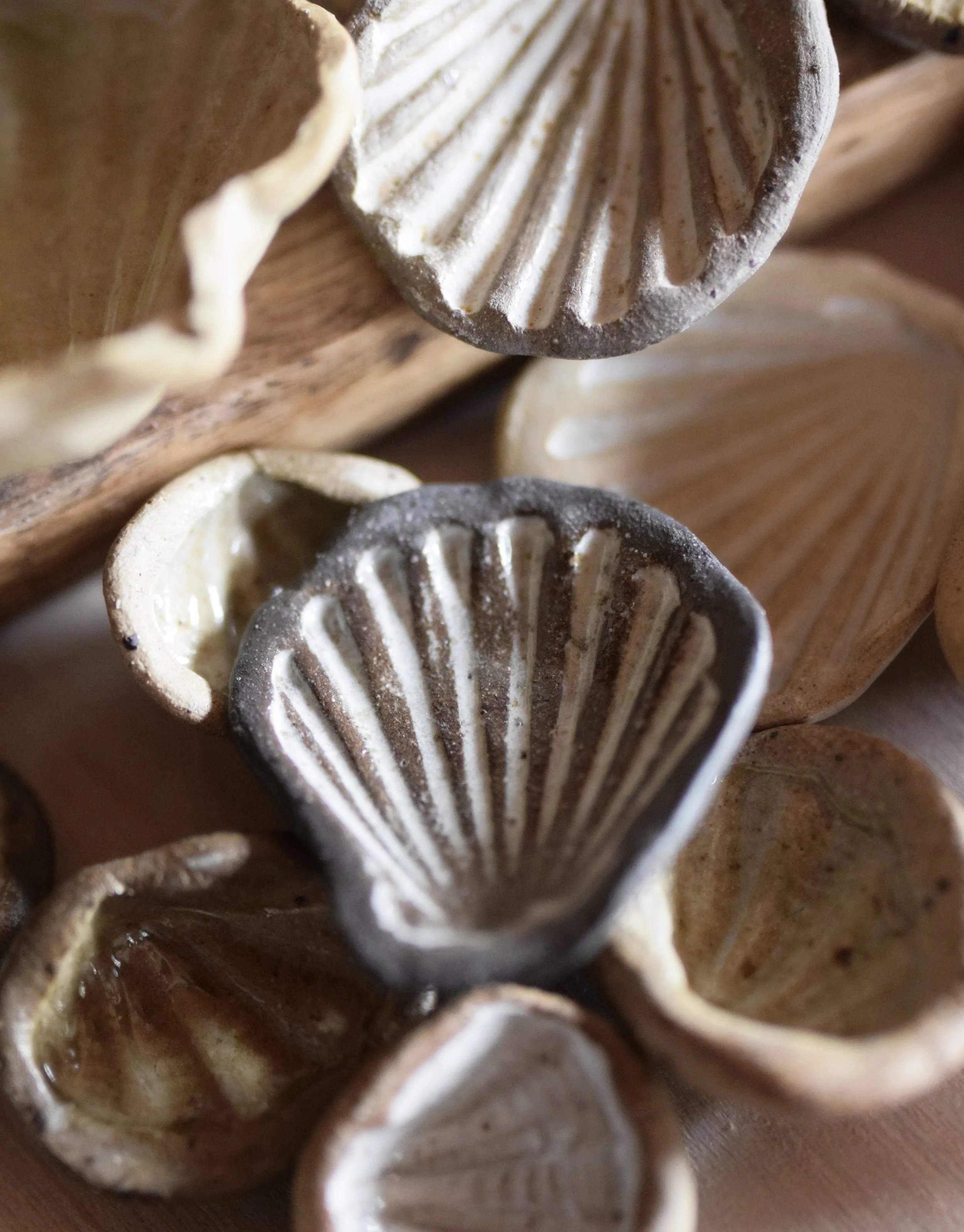 shells07.jpg