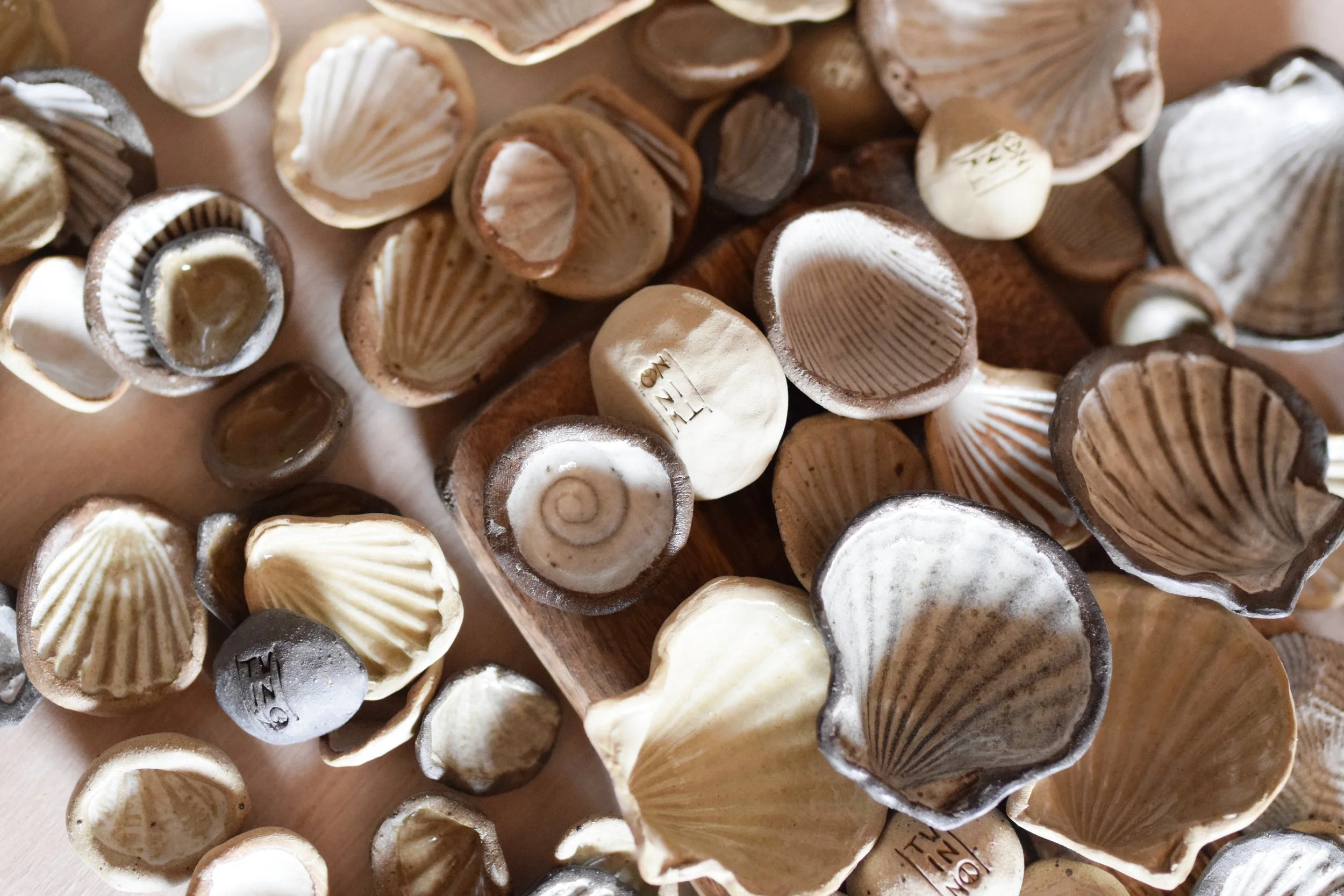 shells05.jpg