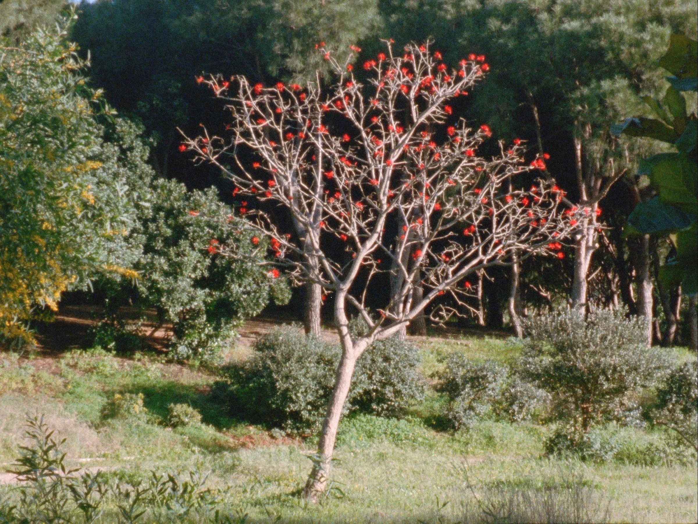 The Secret Garden_Still2_Nour Ouayda _300dpi(1).jpg