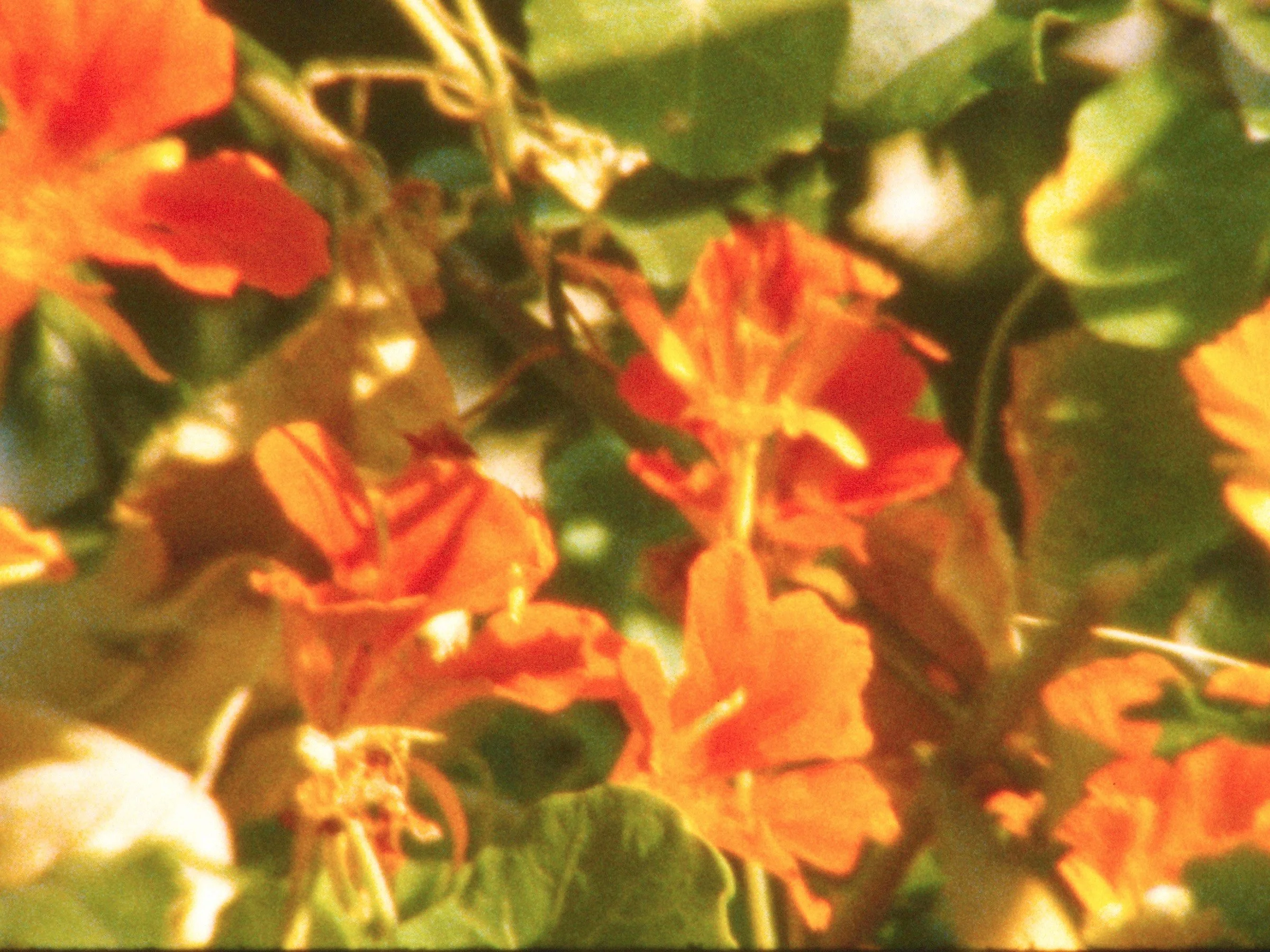 The Secret Garden_Still5_Nour Ouayda_144dpi.jpg