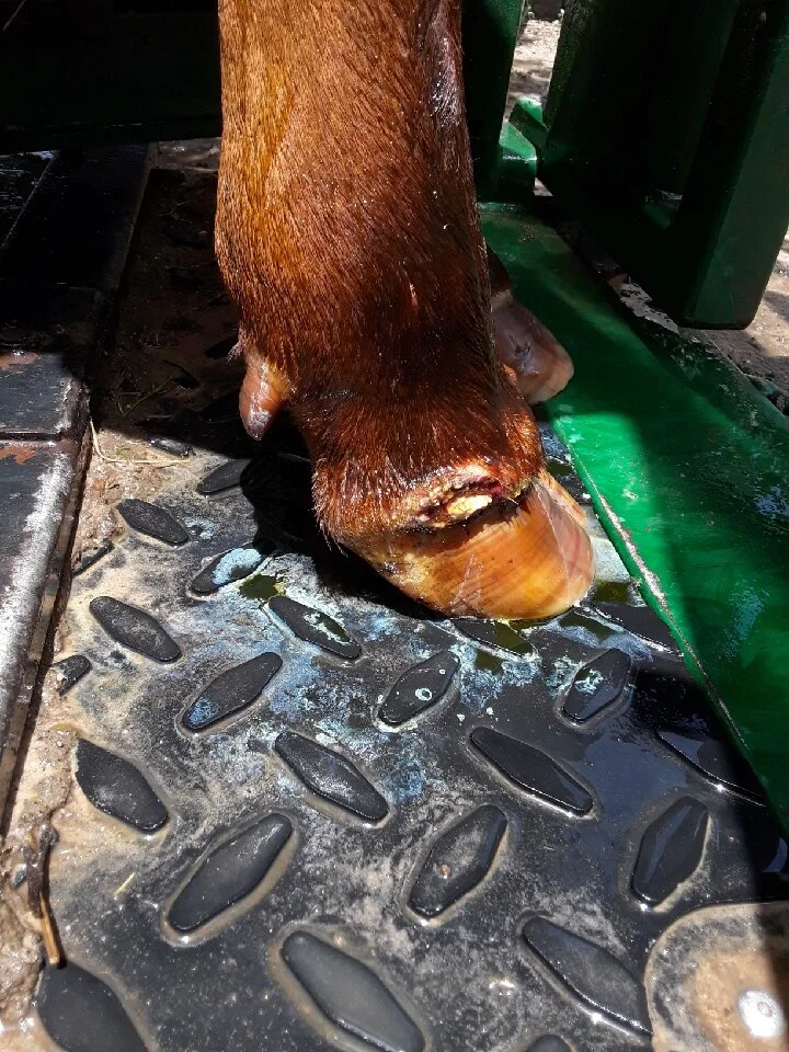 Preventing and treating foot rot without antibiotics — Grazing Lands