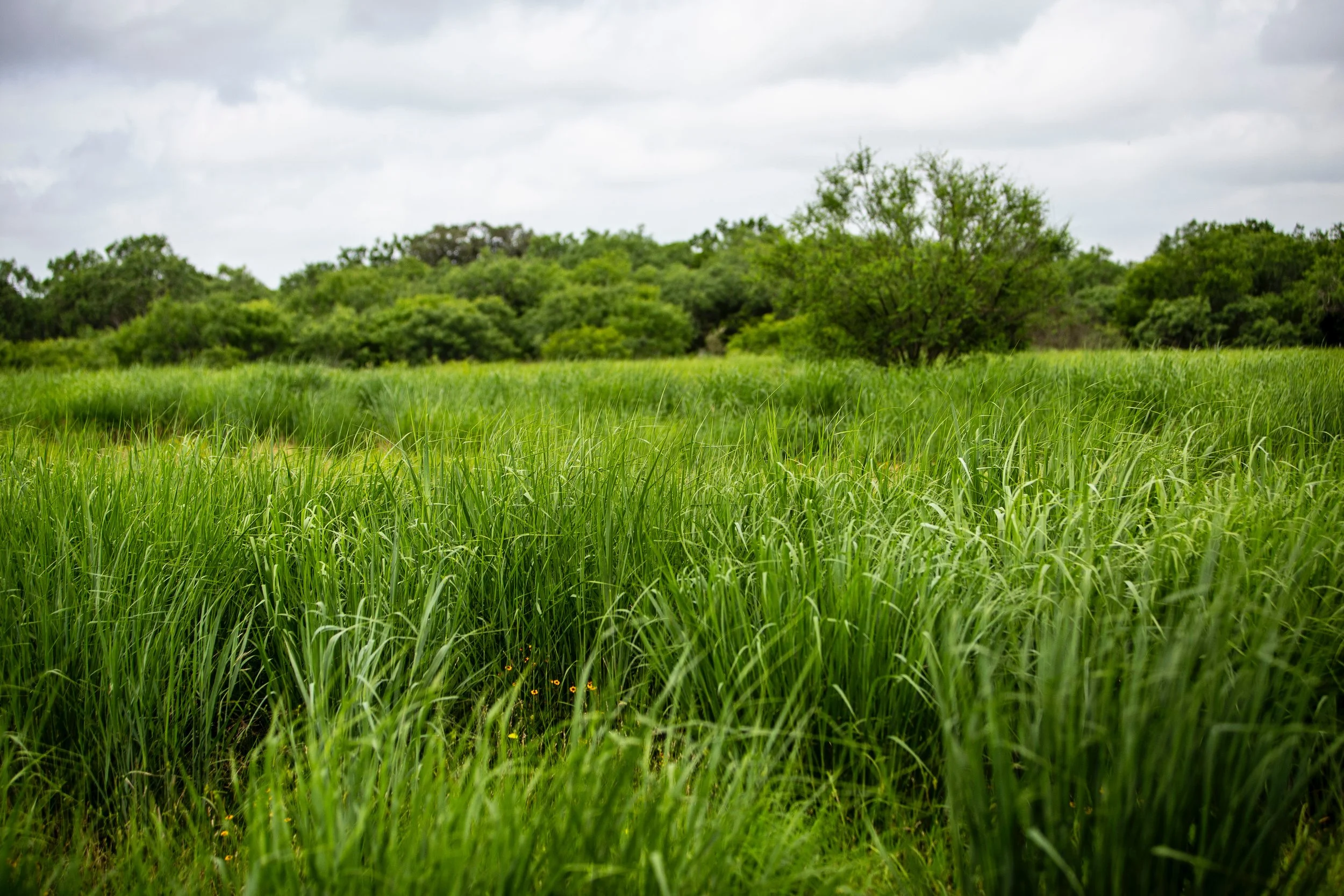 Ranches — Grazing Lands