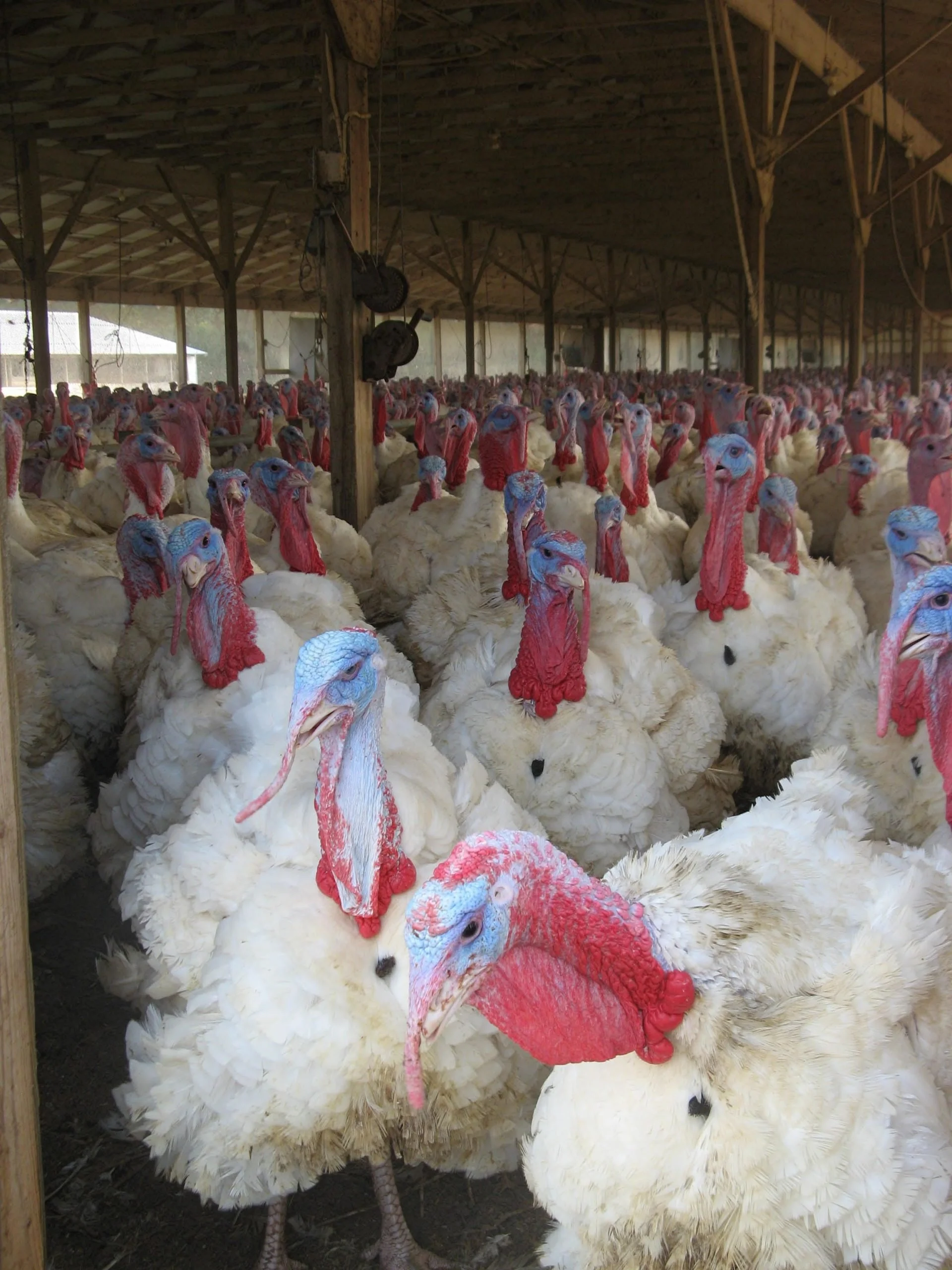 How inflation may gobble up Thanksgiving budgets