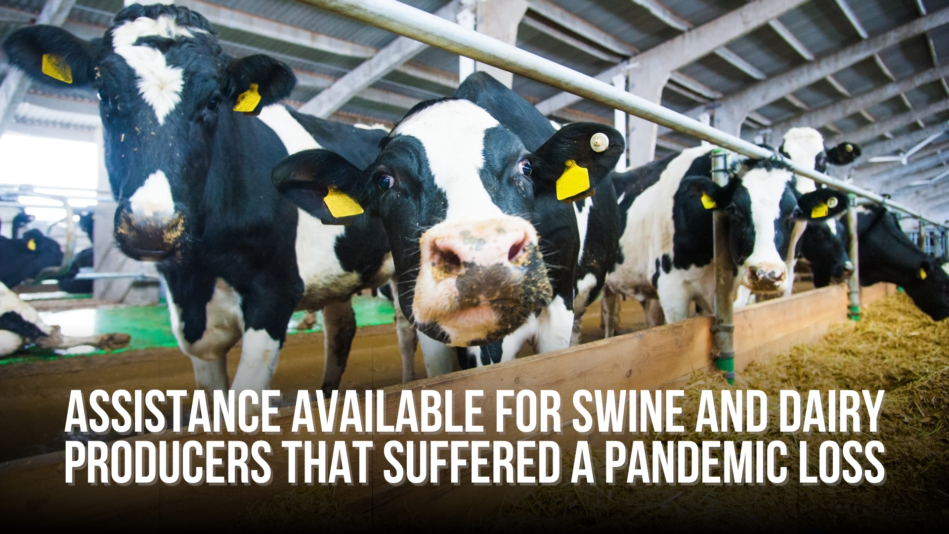 Assistance available for swine and dairy producers that suffered a pandemic loss