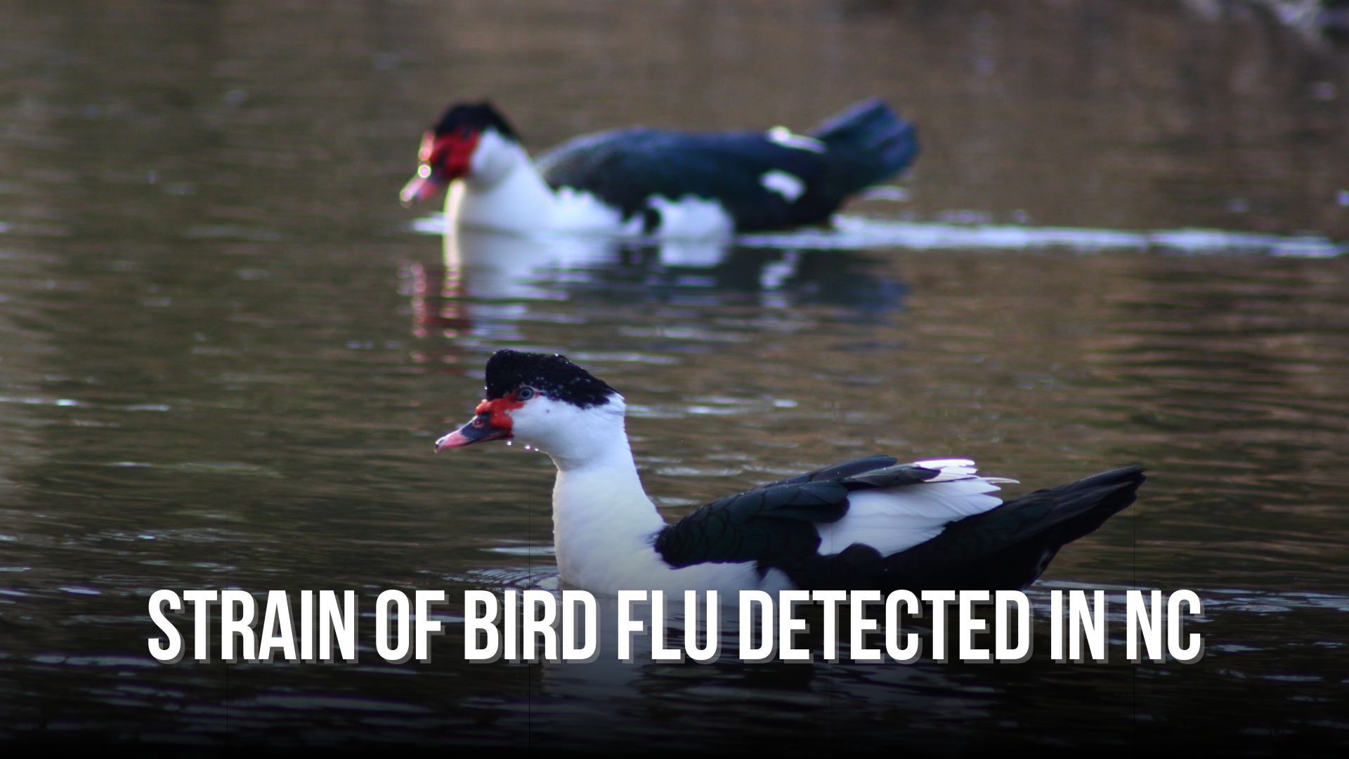 Strain of bird flu detected in NC