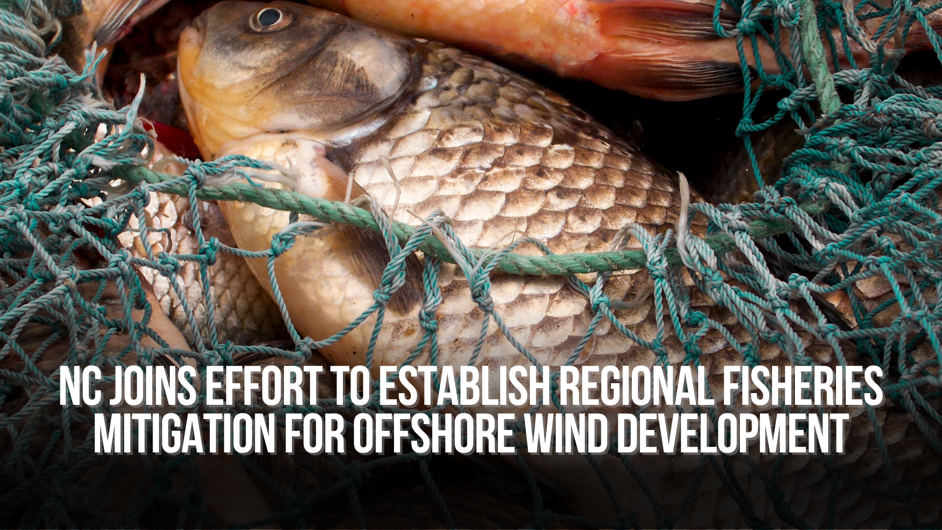 North Carolina joins effort to establish regional fisheries mitigation for offshore wind development