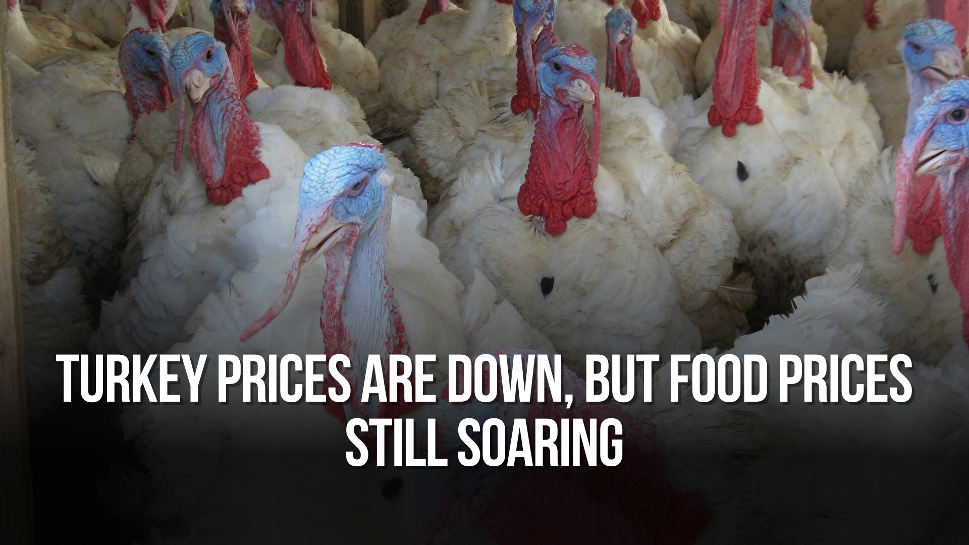 Turkey prices are down, but food prices still soaring