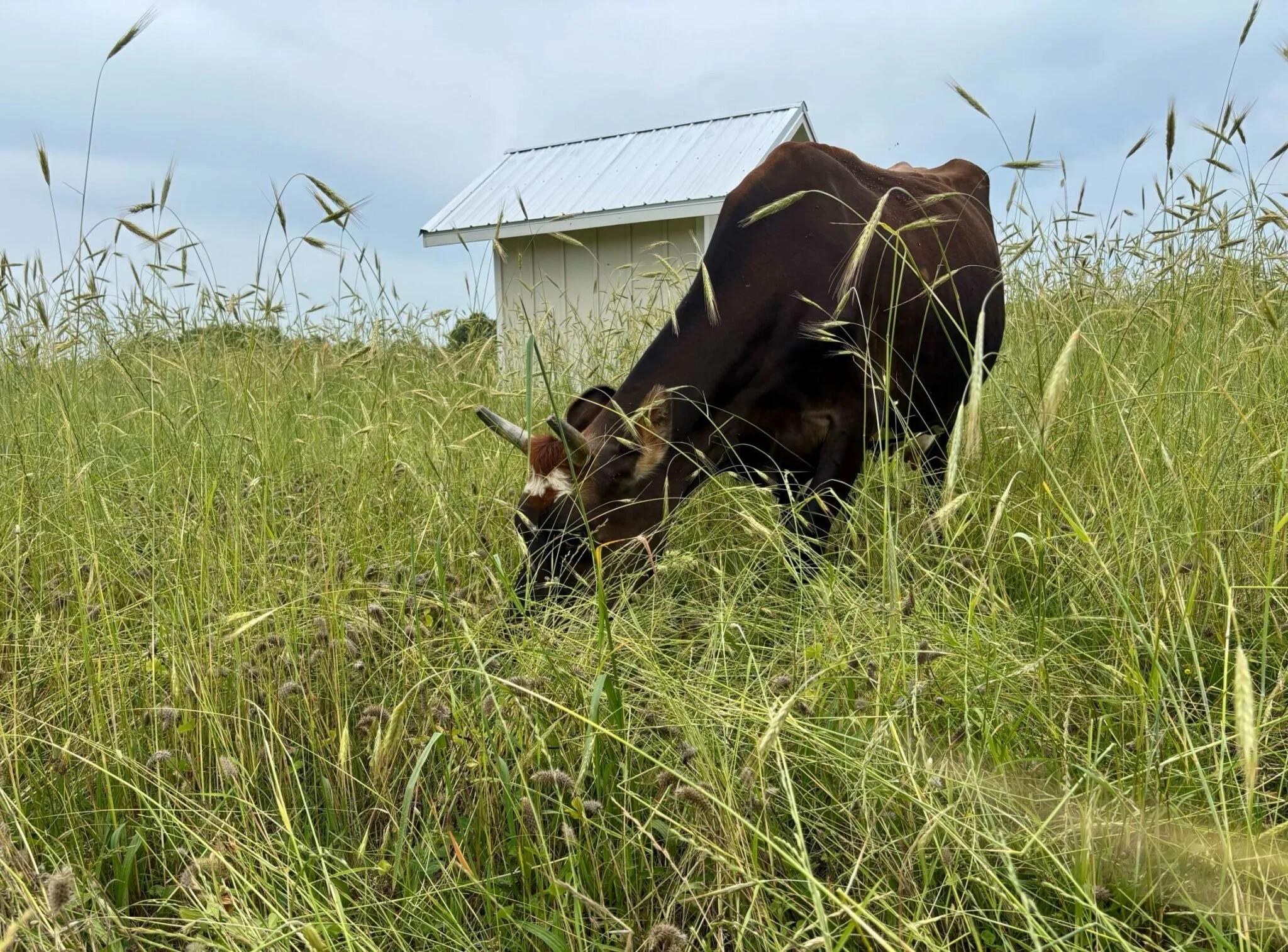 Tariffs could wipe out nearly a third of NC farm income, new report says