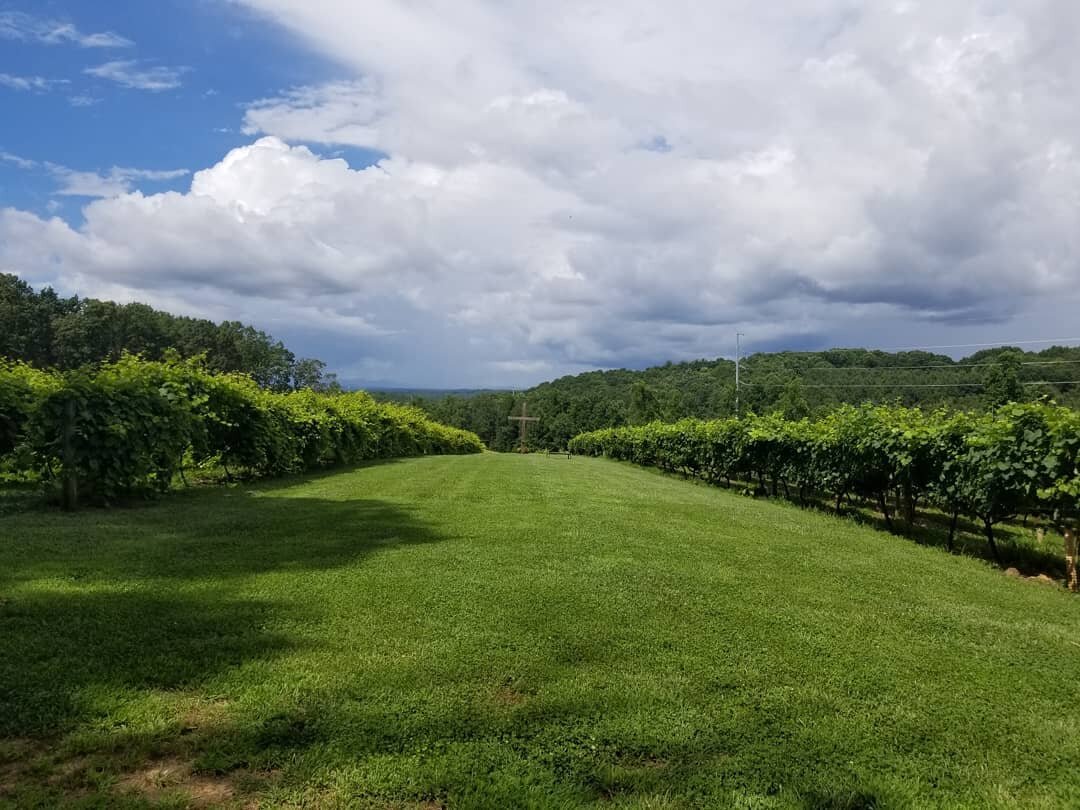 Our Vineyards — Naturally