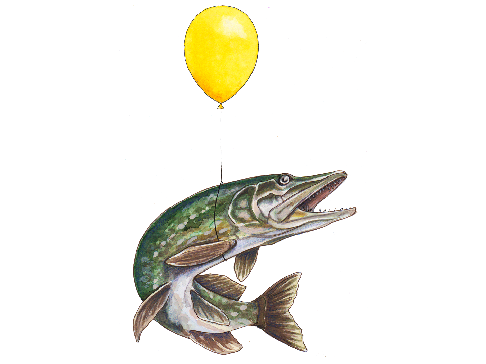 Balloon Animal Betta Fish print — Robyn Scott - Northern Canadian Artist