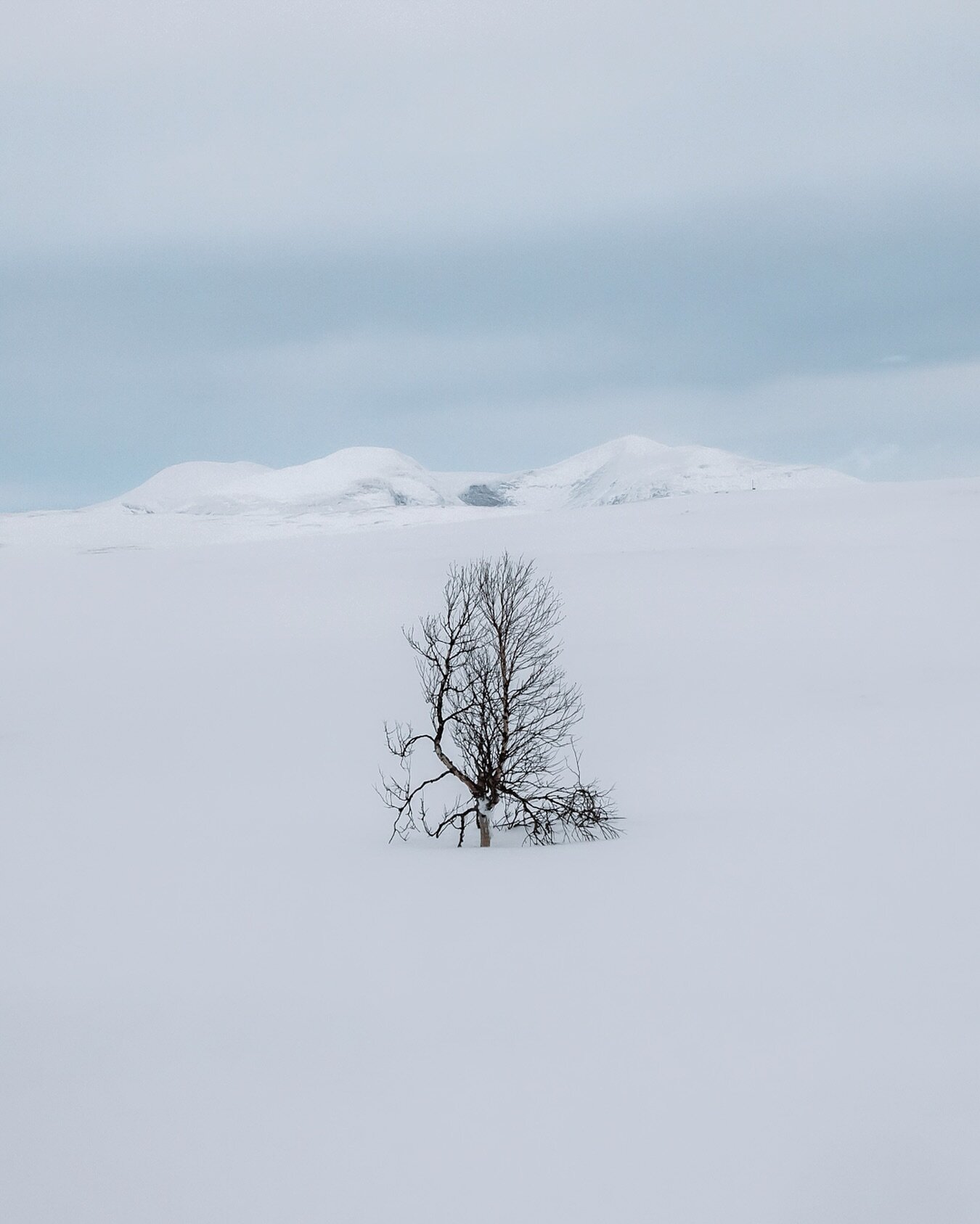 A lone mountain birch and the mighty Skarsfj&auml;llet mountains in the distance
.
.
#canonnordic #sweden
#tree #tree_brilliance #tree_magic #raw_alltrees #your_trees_ #tree_shotz #tree_captures #moodylandscapes  #moodyscenery #moodynature #natures_m