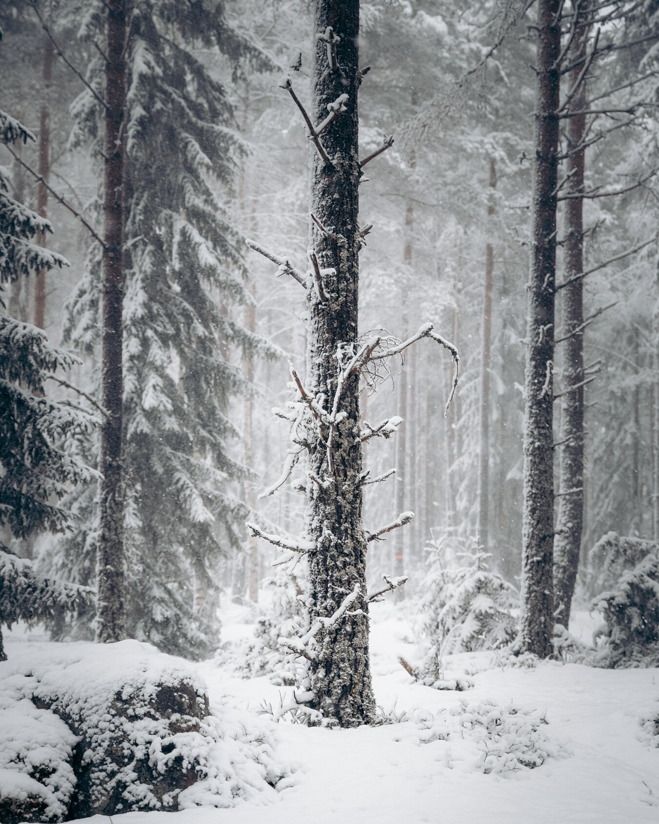 Winter hath returneth

.
.

#instadalarna #canonnordic #natures_moods #atmospheric #landscapephotography #snowyforest #darkforest #sweden #folkscenery #landscape_lovers #moodynature #natures_moods #moodyvibeshots #moody_tones #moodygrams #moodylandsc