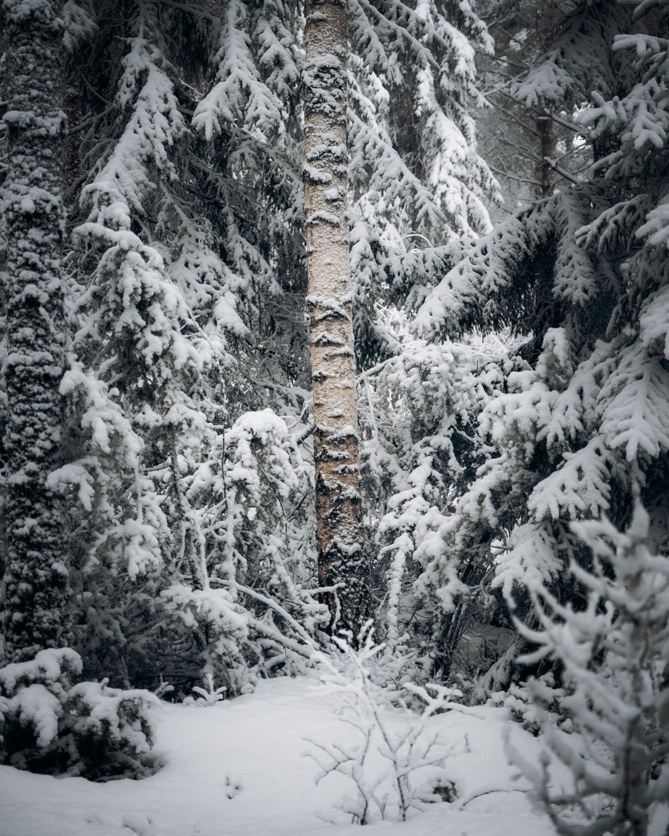 ᛒᛁᚬᚱᚴ

.
.
#canonnordic #sweden
#tree #tree_brilliance #tree_magic #raw_alltrees #your_trees_ #tree_shotz #tree_captures #moodylandscapes  #moodyscenery #moodynature #natures_mood #landscapephotography #landscape_lovers