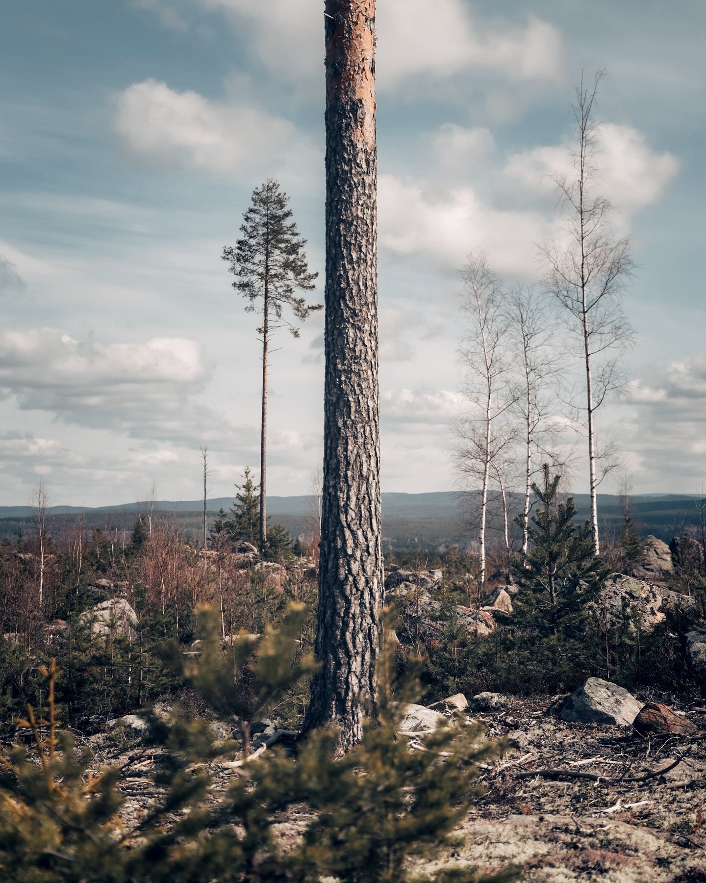 Sunday hike. Cold winds, proud pines, ravens croaking
.
.
#canonnordic #sweden#visitdalarna
#tree #tree_brilliance #tree_magic #raw_alltrees #your_trees_ #tree_shotz #tree_captures #moodylandscapes  #moodyscenery #moodynature #natures_mood #landscape