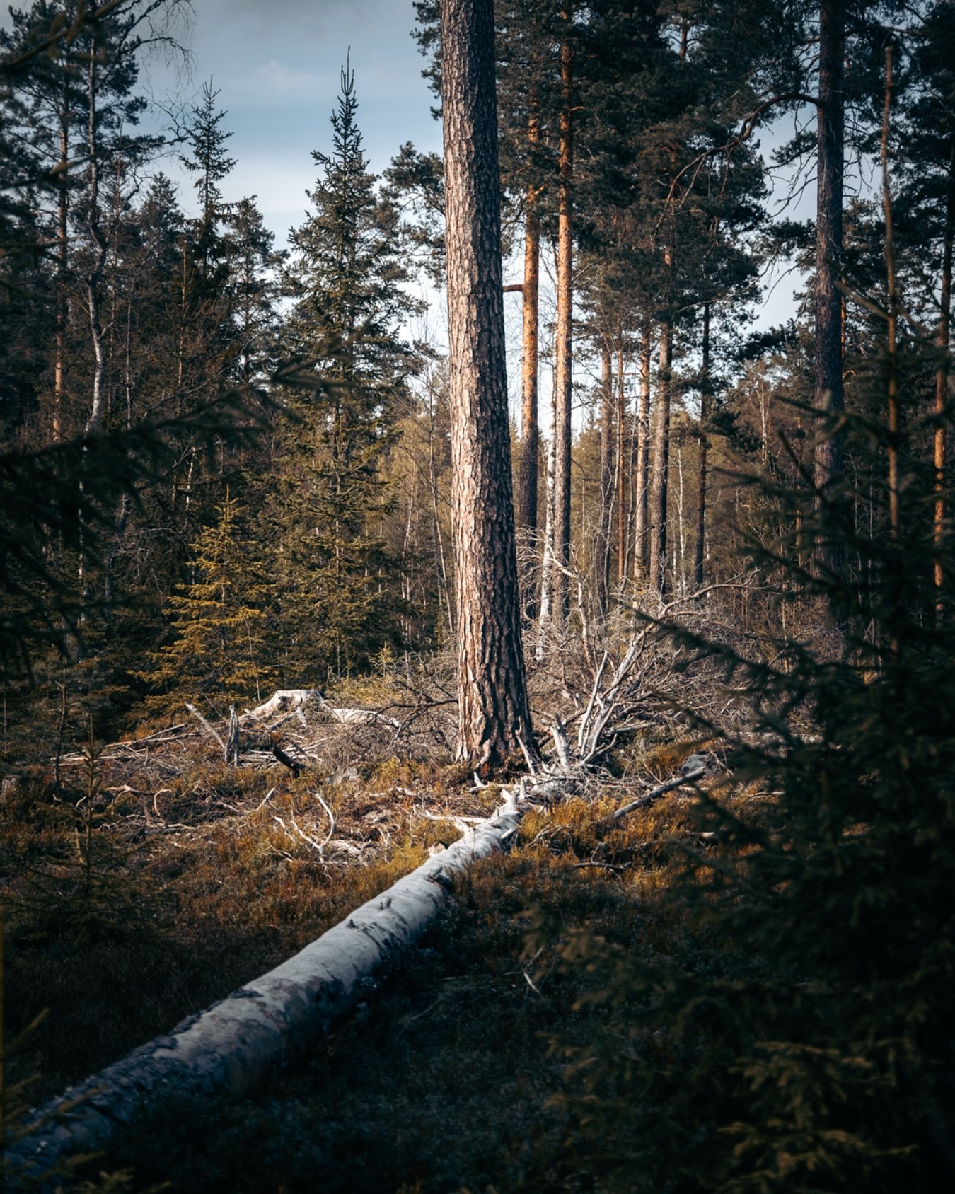The cycle of life in one frame; standing strong above what once was
