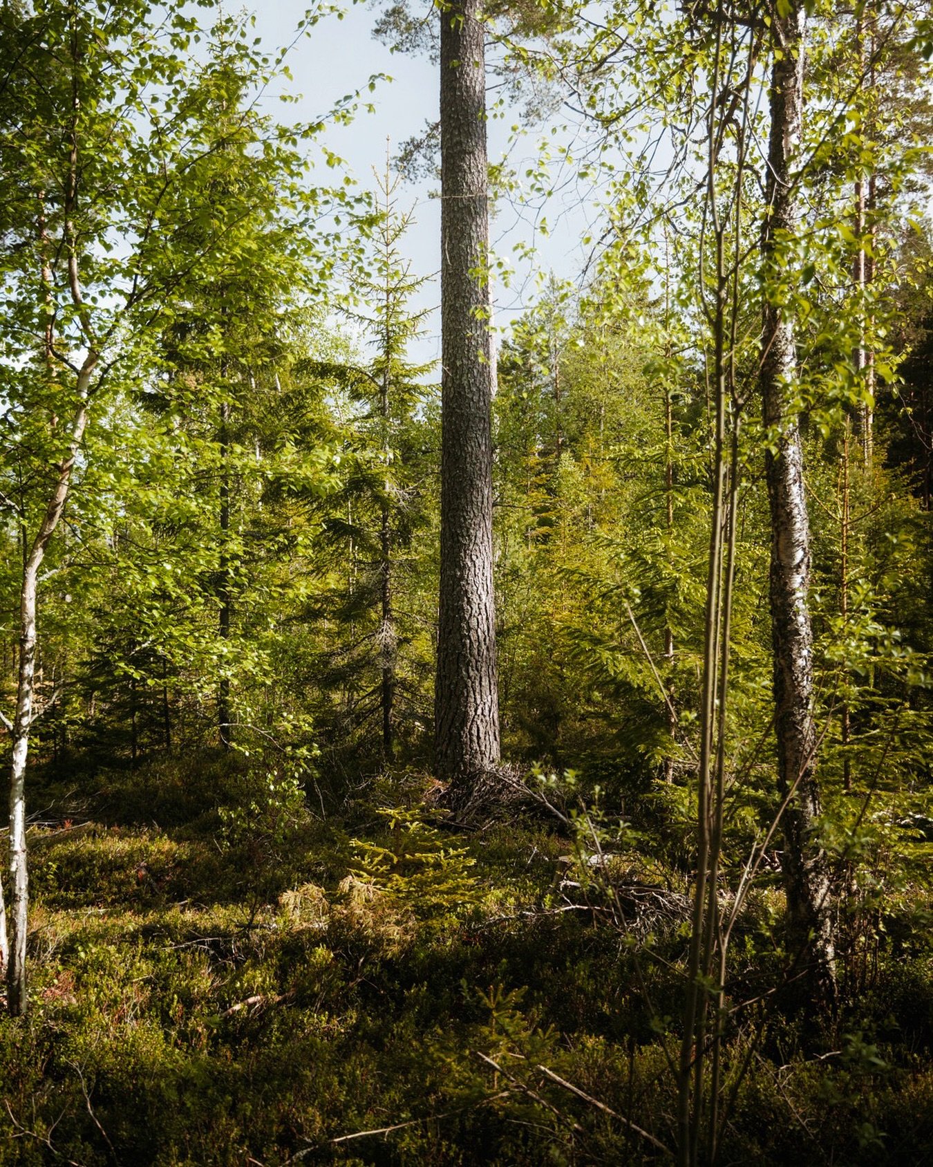 &rdquo;I see trees of green&hellip;&rdquo;
.
.
#canonnordic #trees #sweden #instadalarna_2025 #instadalarna #woodland #forest