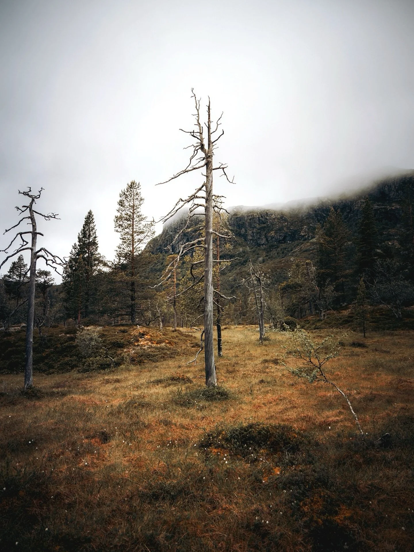 Mire of Hel&rsquo;s breath ᚺ
.
.
.
#trees_of_darkness_ #renegade_dark #canonnordic #norway #blackmetal #landscape #landscapelovers #treestagram #moody