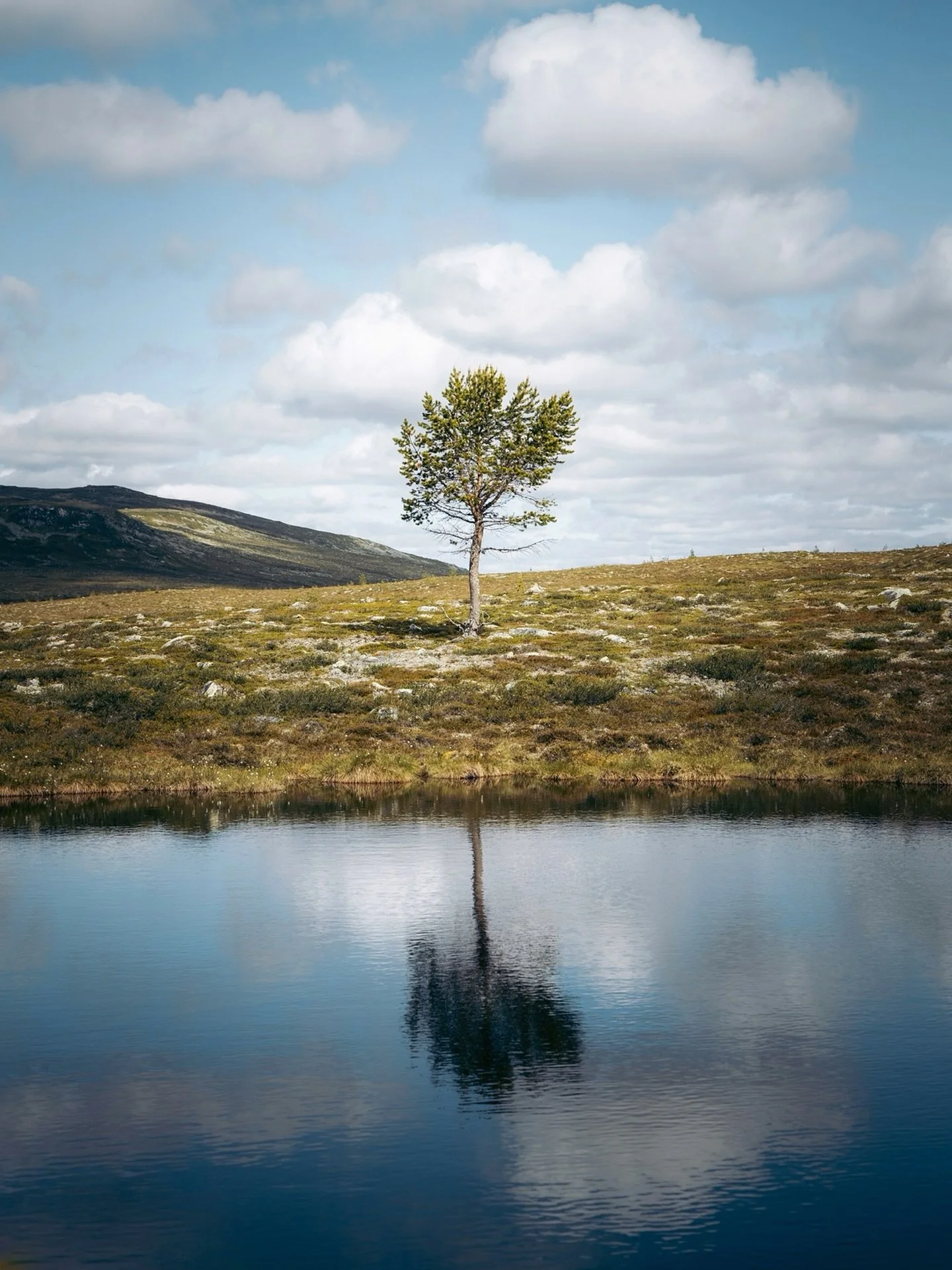 Mirror tree
.
.
#sweden #visitdalarna #canonnordic #gr&ouml;velsj&ouml;n #hiking #outdoors #treestagram #landscapephotography #landscapelover