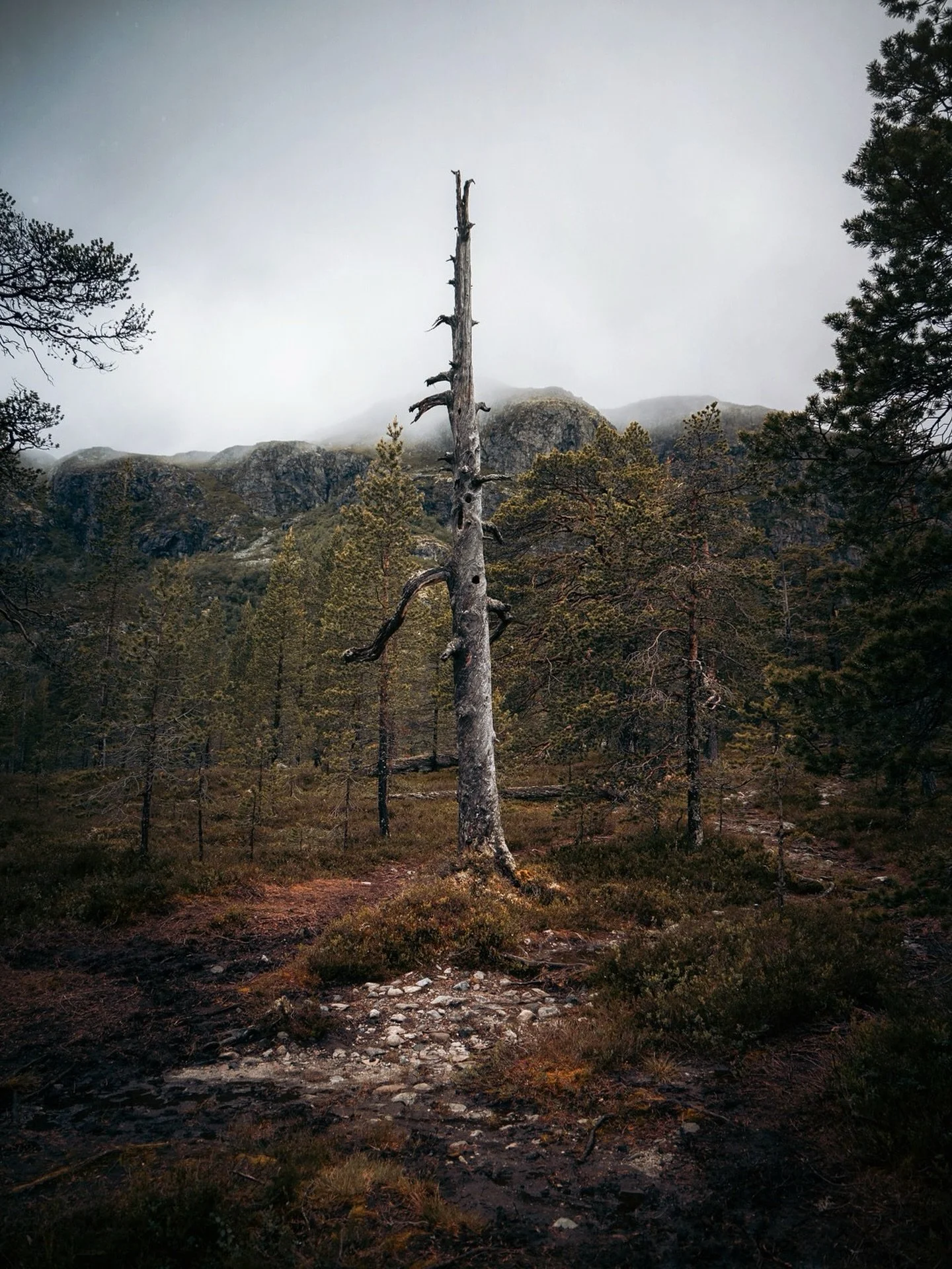 Tree of woe
.
.
.
#trees_of_darkness_ #renegade_dark #canonnordic #norway #blackmetal #landscape #landscapelovers #treestagram #moody #darkarts #conanthebarbarian #darkfantasyart #moodynature #moodynaturelandscapes