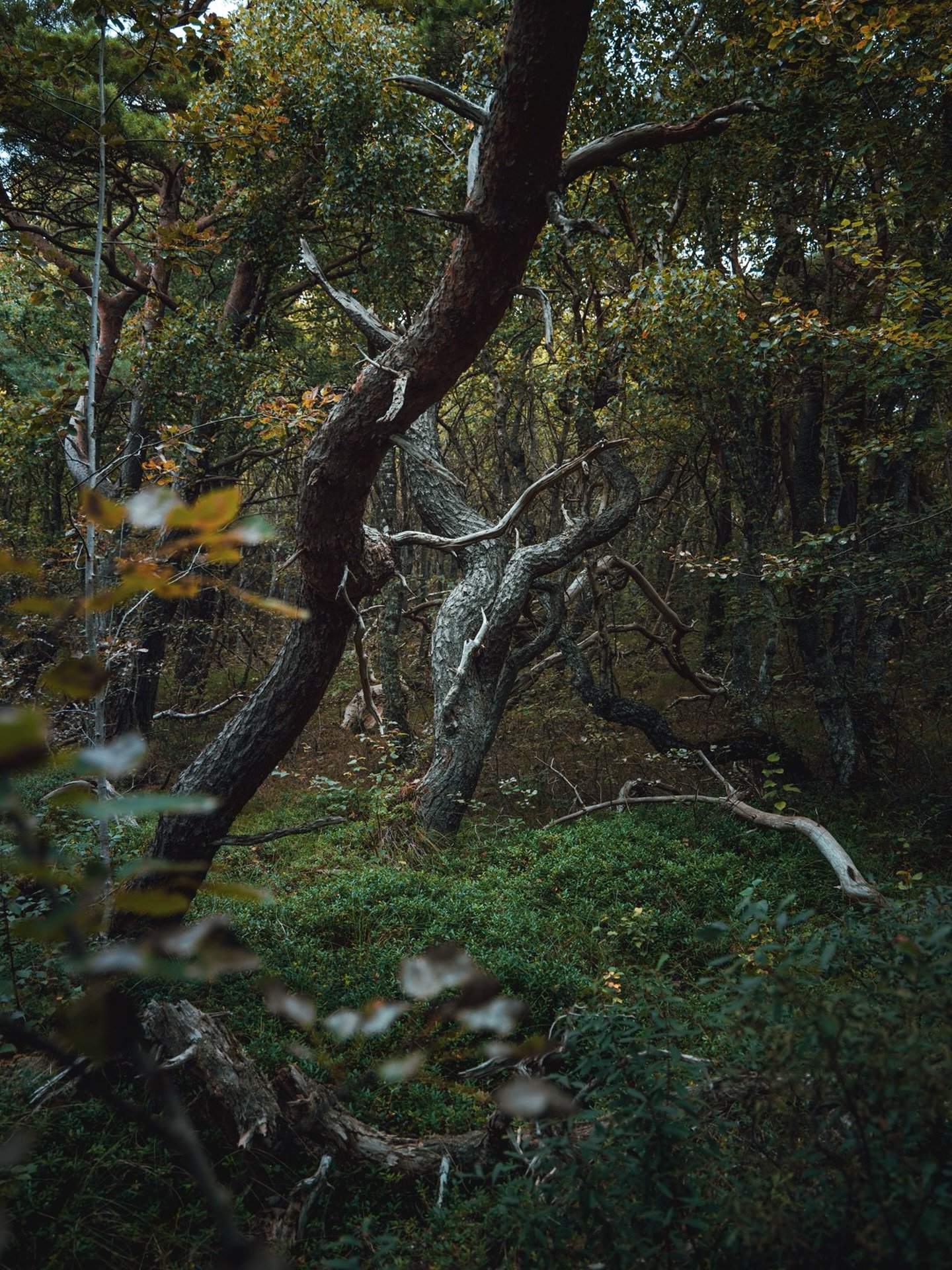 Shaped by the storms
.
.
.
#canonnordic #trees_of_darkness_ #moody #landscapephotography #sweden #tree