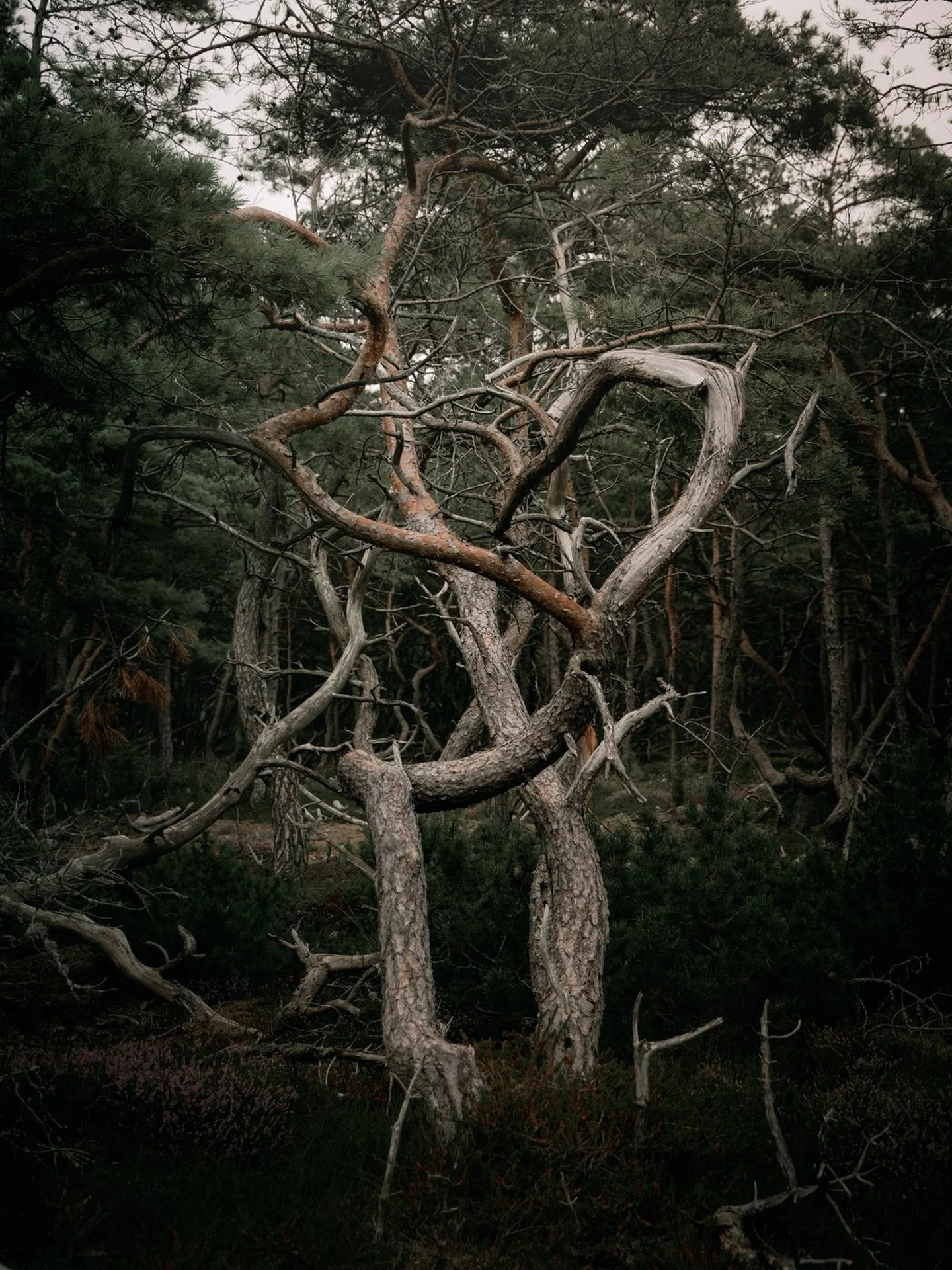 Intertwined by time and storms
.
.
.
#canonnordic #trees_of_darkness_ #landscape #blackmetal #pagan #moodynaturelandscapes #treeportrait