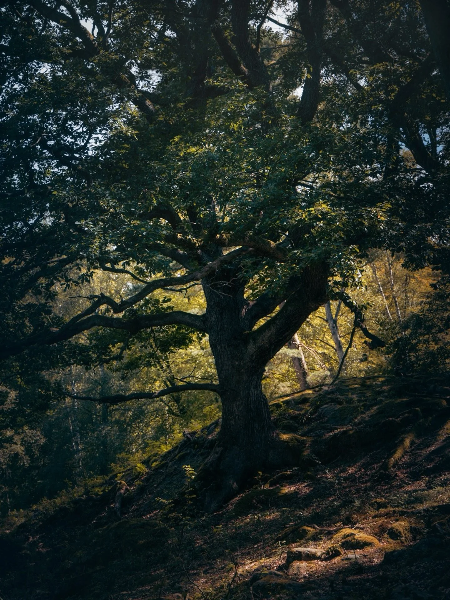 I just love oaks. Big, sturdy bastards&hellip;not the type of tree you wanna mess with.
.
.
#moodyphotography #backlit #oak #naturephotography #forest #moodygrams #tree #ancienttree #gloom #trees_of_darkness_ #canonnordic