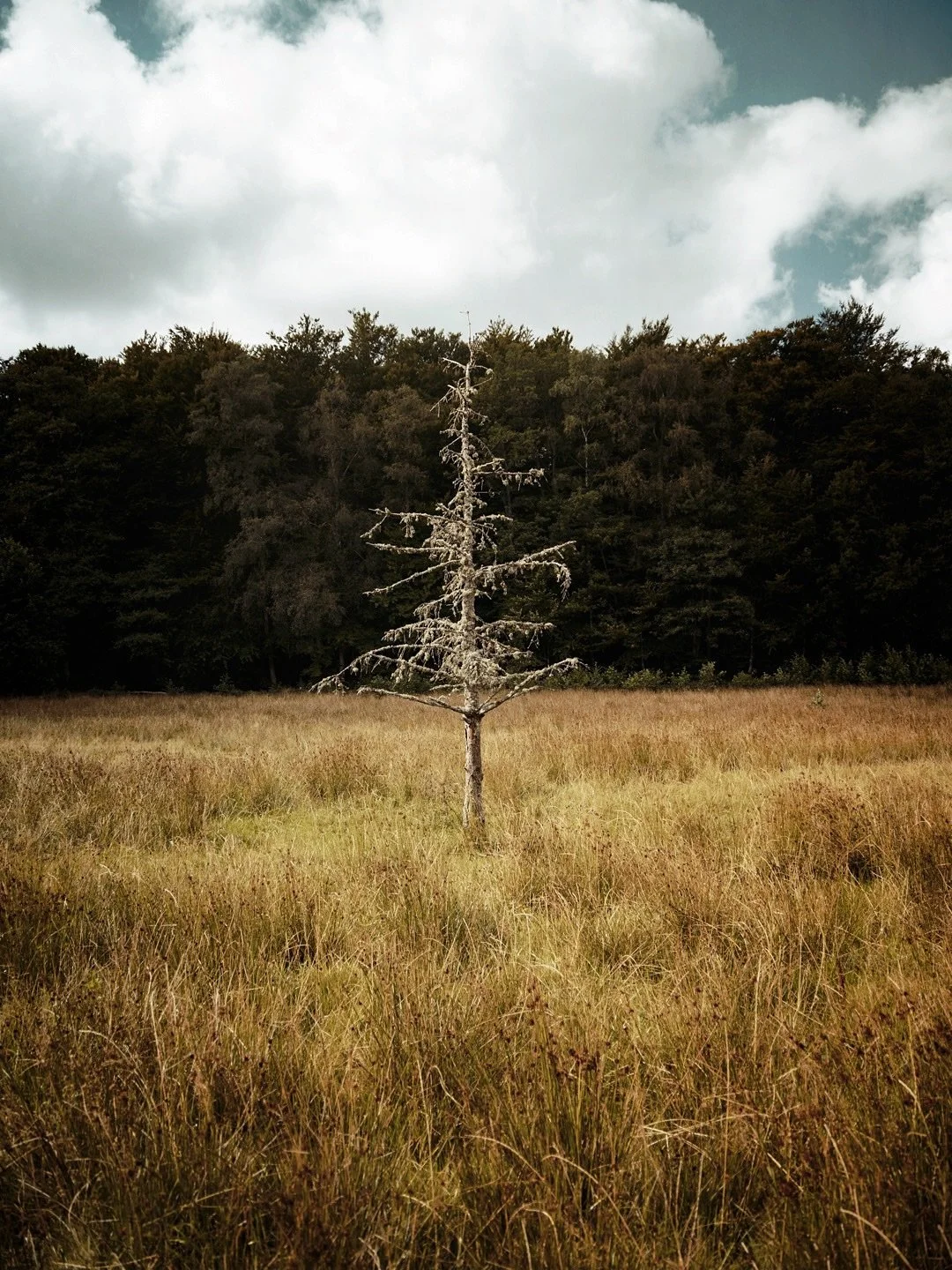 Singled out
.

.
.
.
.
#canonnordic #trees_of_darkness_ #moody #landscapephotography #sweden #tree
