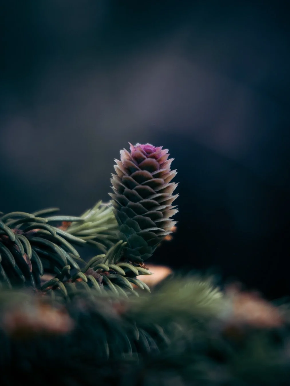 Juvenile pinecone